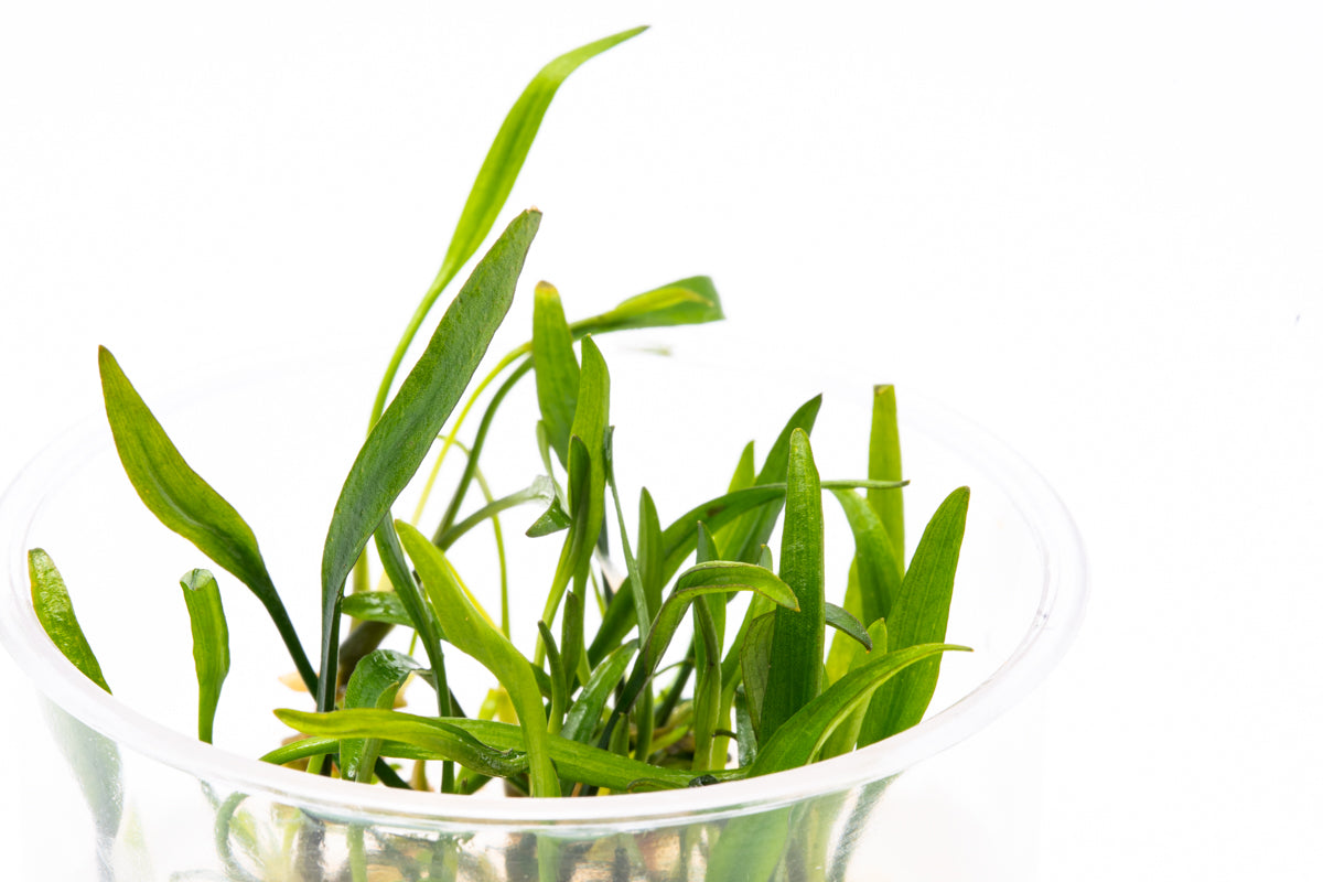 Cryptocoryne Nevillii Live Aquarium Plant - Easy Care Freshwater Aquatic Plant for Fish Tanks & Aquascaping | Perfect for Beginners & Low-Tech Aquariums