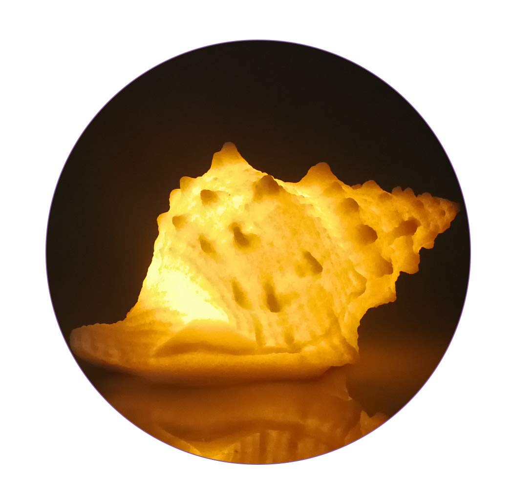 GREENIC Portable Conch Shell Night Light with Timer - Battery Operated Beach Themed Lamp for Bedroom, Nursery & Nightstand - Warm White Nautical Lighting for Kids & Adults | Perfect for Coastal Decor, Baby Rooms & Relaxing Ambience