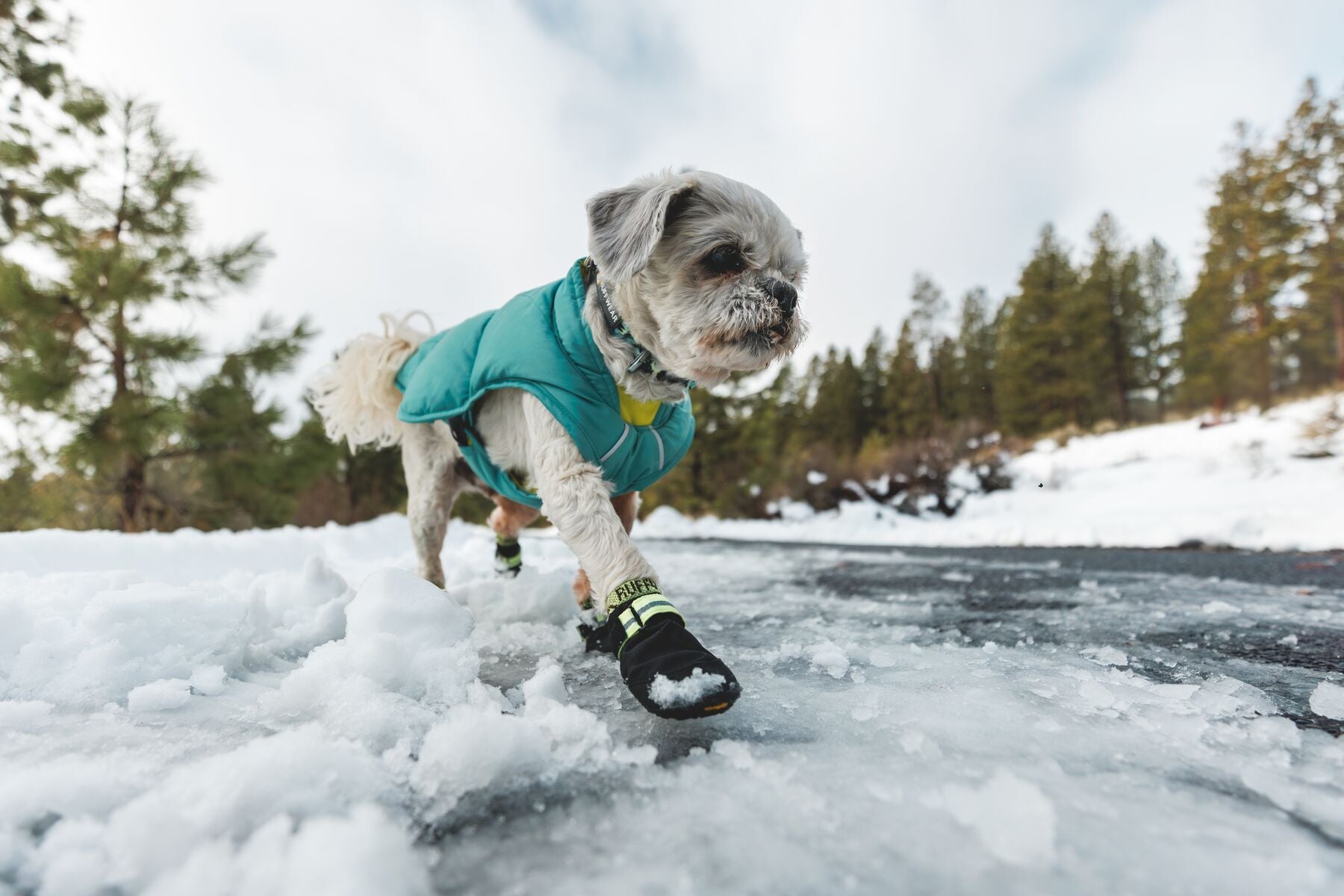 Ruffwear Front Range® Dog Harness - Deep Jungle Pattern | Durable & Adjustable for Hiking, Running & Outdoor Adventures