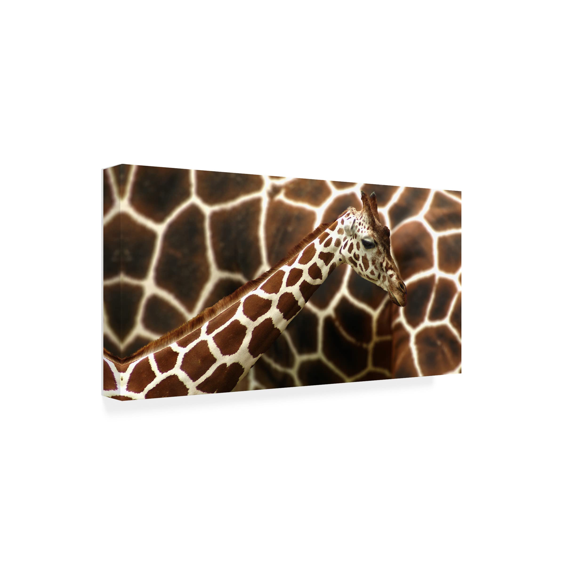 Trademark Fine Art 'Giraffe In Front Of Mum' Canvas Wall Art Print by Günther Gawlik - Modern Wildlife Nursery Decor, Living Room & Bedroom Wall Decor
