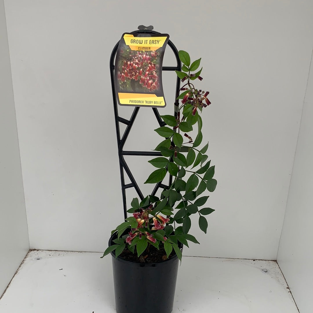 Pandorea 'Ruby Belle' - Stunning Red Trumpet Vine for Gardens, Fences & Trellises | Perfect for Outdoor Landscaping & Backyard Decor