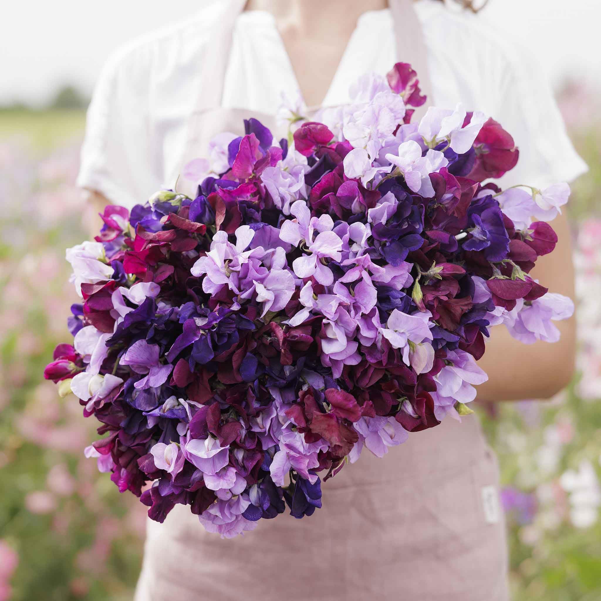 Eden Brothers Sweet Pea Seeds - Burgundy Mix Non-GMO Flower Seeds for Planting, 1/4 Pound | Low-Maintenance, Easy to Grow, Perfect for Warm Season Planting in USDA Zones 3-9 | Ideal for Garden Borders, Trellises, and Cut Flower Arrangements