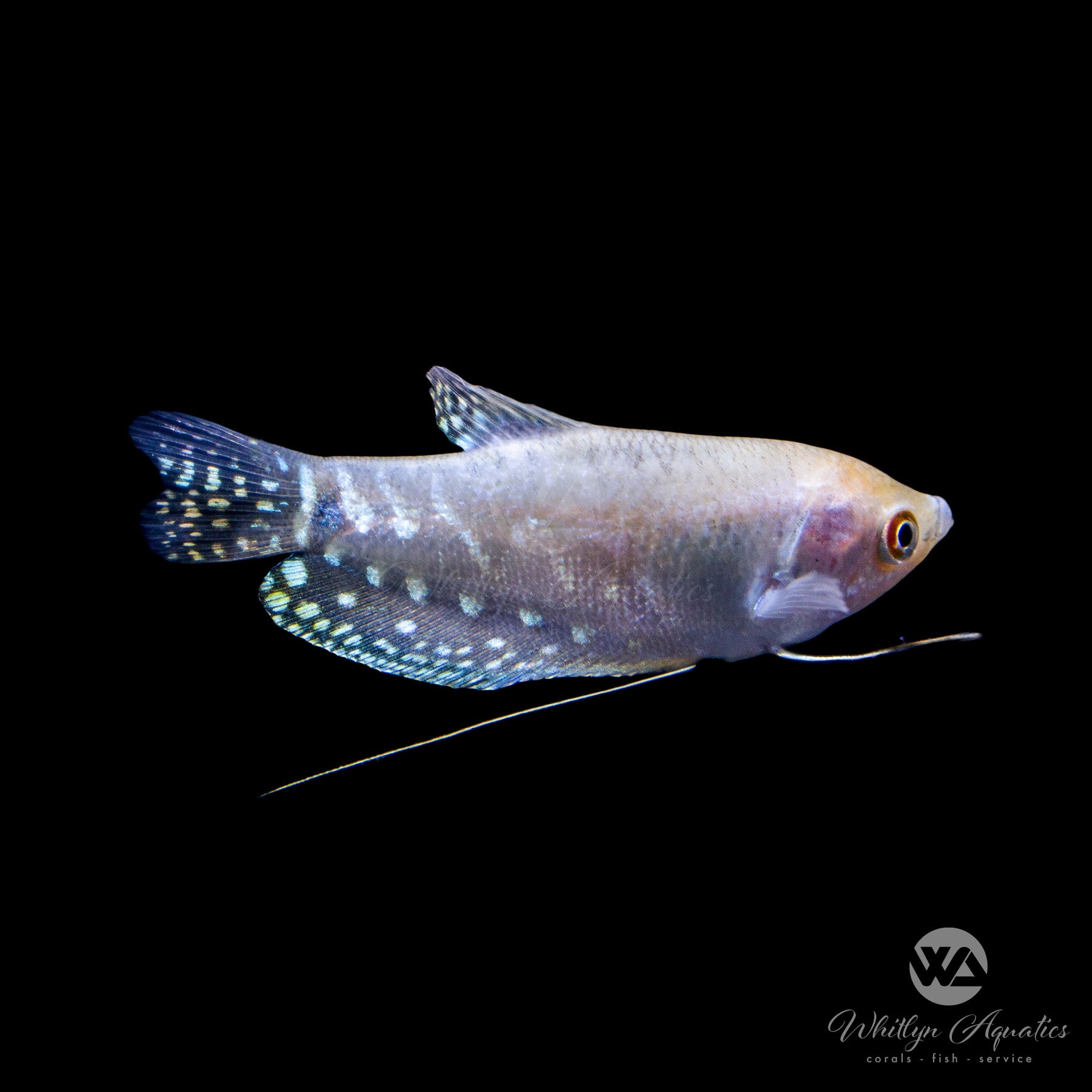 Platinum Opaline Gourami Fish - Trichogaster Trichopterus - Live Aquarium Fish for Freshwater Tanks, Community Aquariums & Home Decor