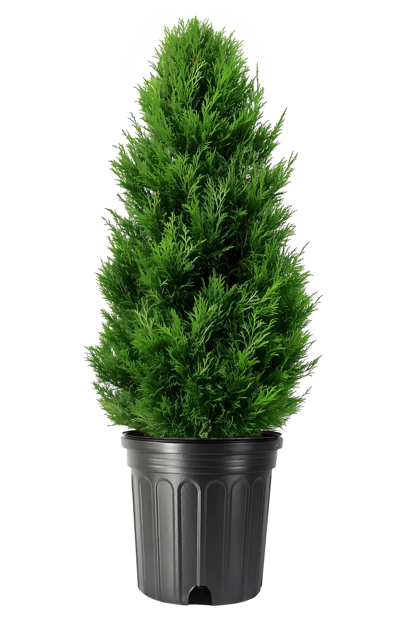 Emerald Green Arborvitae Trees (Thuja Occidentalis Smaragd) - 3 Live Gallon Size Plants for Privacy Hedges & Evergreen Landscaping | Perfect for Garden Borders, Windbreaks & Year-Round Screening