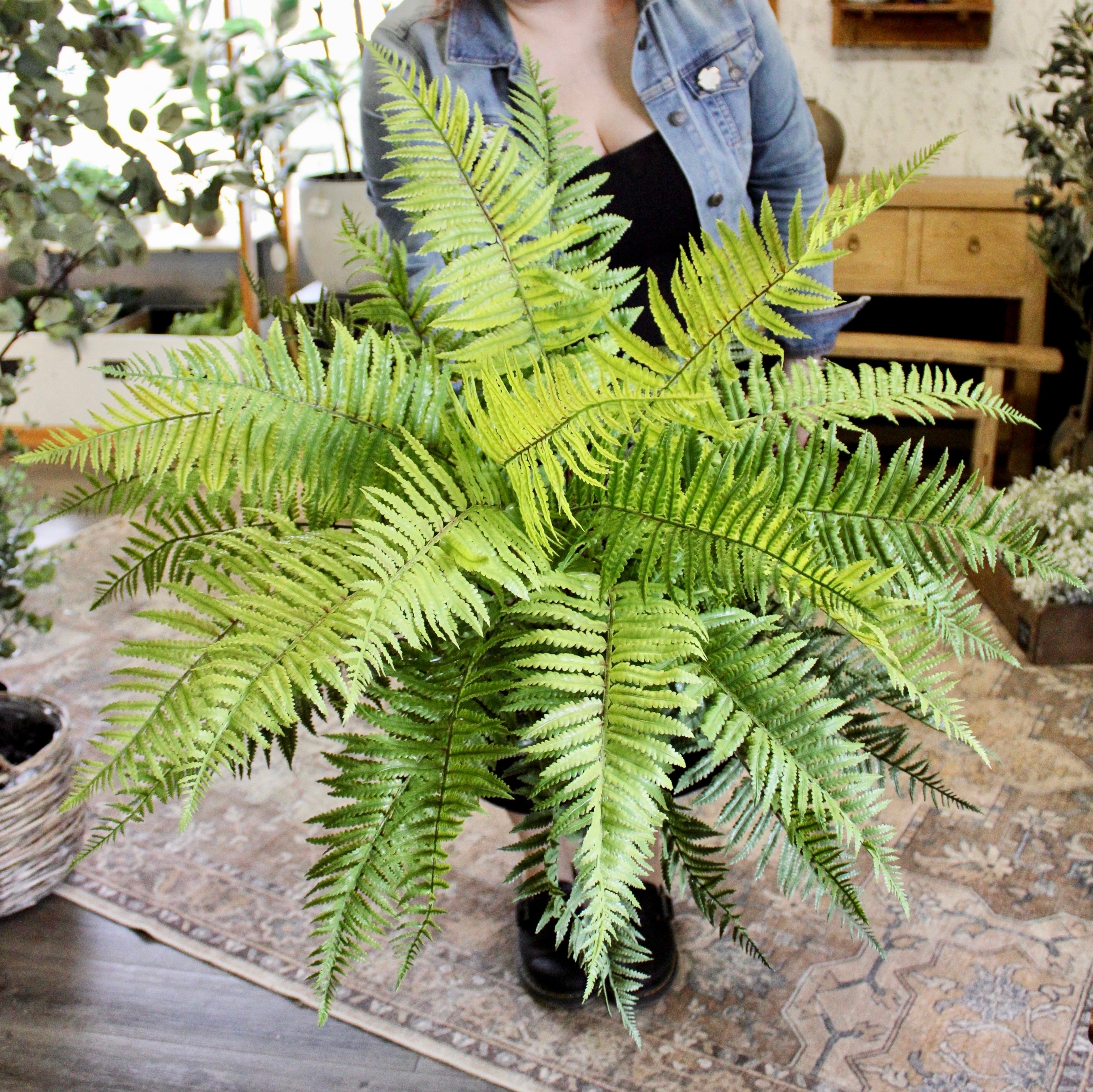 Lady Fern Bush - Hardy Perennial Shade Plant for Gardens, Landscaping & Indoor Decor | Perfect for Shaded Areas, Borders & Container Gardening
