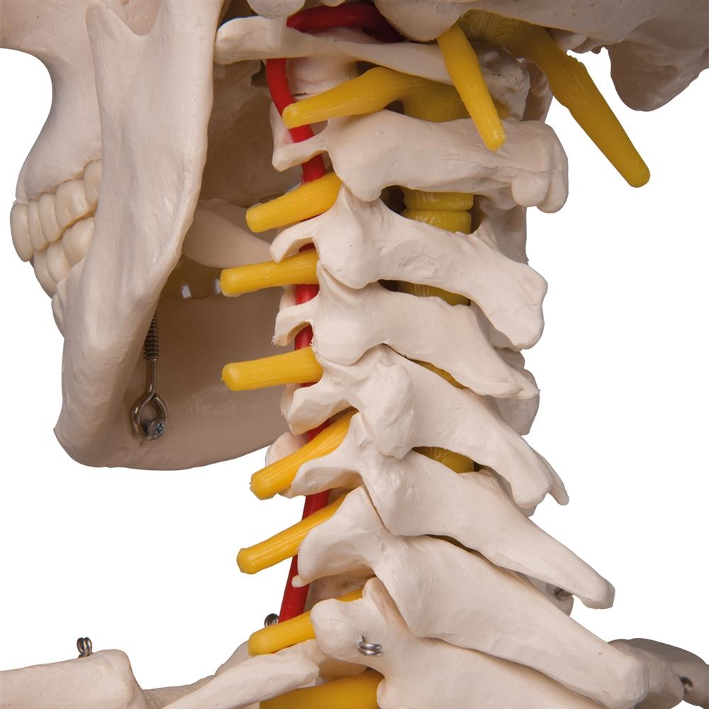 Fred Flexible Skeleton Model with Pelvic Stand - Anatomical Science Display for Medical Education, Halloween Decor & Office Decoration