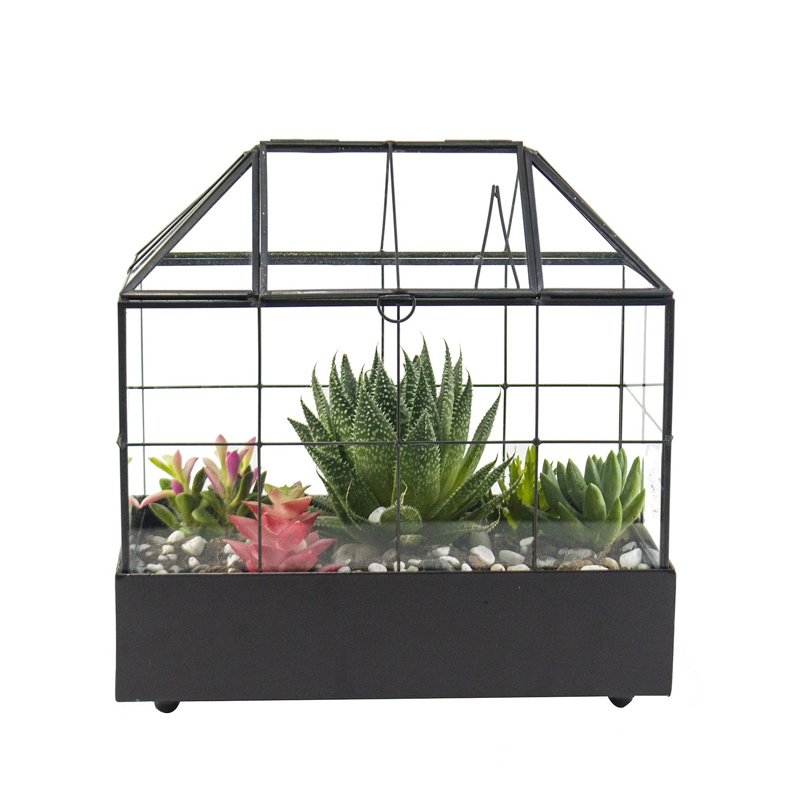 Large Glass Terrarium for Plants - 9.5