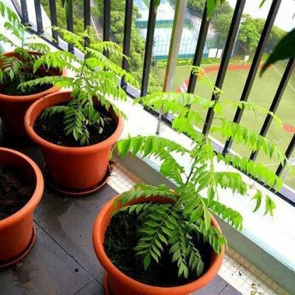 UGALOO Curry Leaf Plant (Murraya Koenigii) - Live Herb Plant in Black Pot, Sweet Neem for Cooking | Perfect for Indian Cuisine, Home Gardening & Organic Herbs