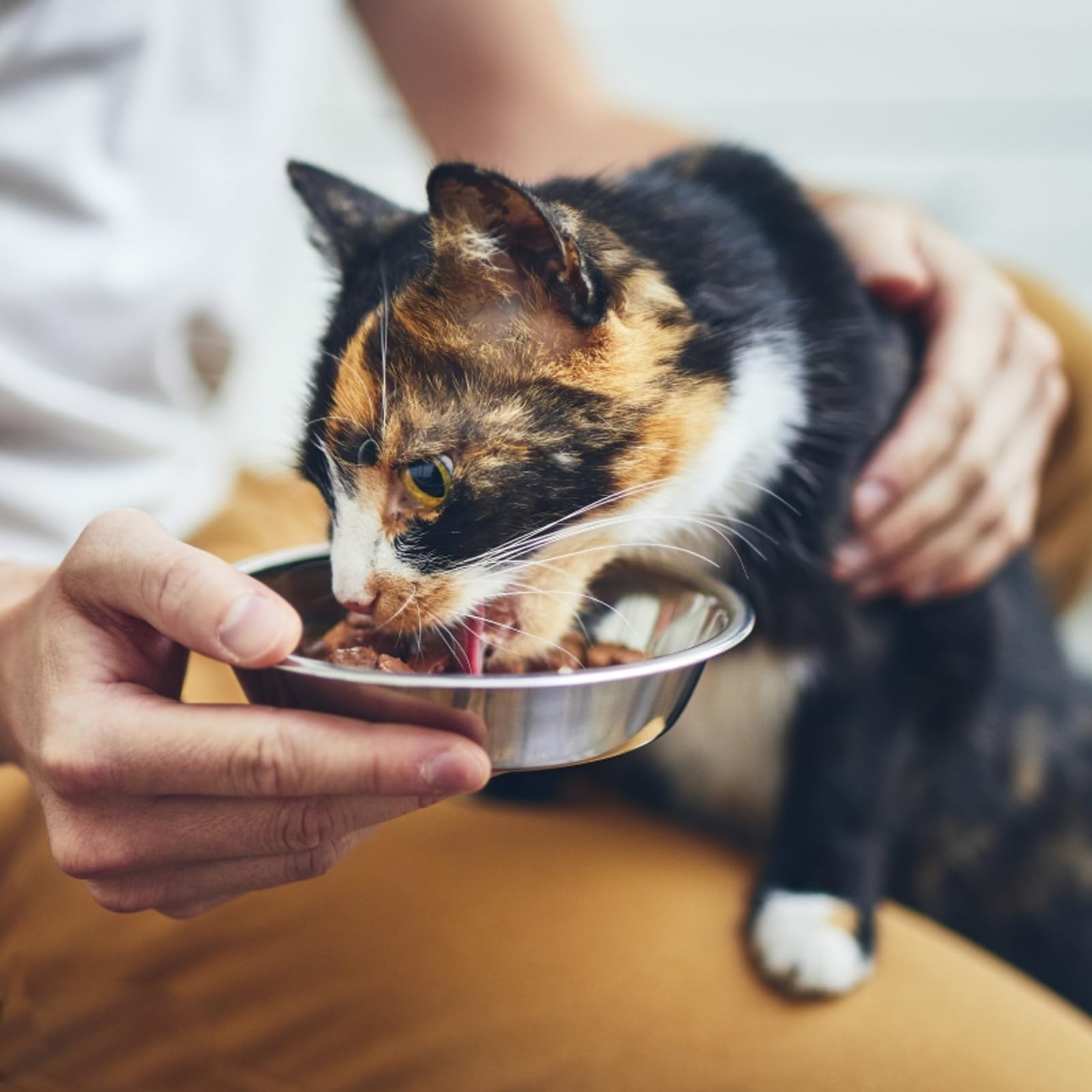 4 Pack Stainless Steel Cat Bowls - 5.5 Inch Elevated Pet Food Dishes for Indoor Cats, Anti-Whisker Fatigue Shallow Bowls with Non-Slip Base - Perfect for Kittens, Adult Cats & Multiple Cat Households - Ideal for Dry/Wet Food & Water Feeding Station