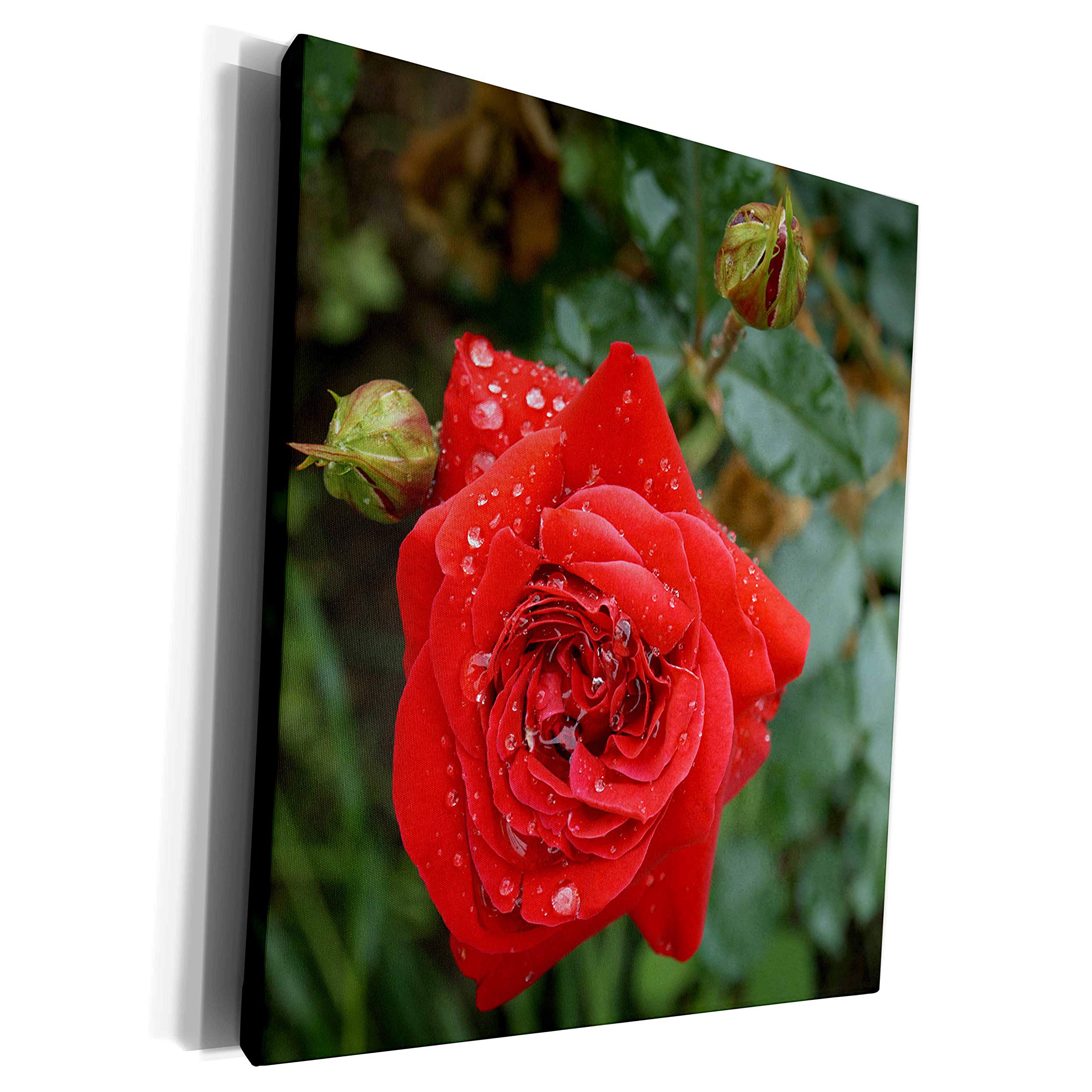 Premium Museum-Grade Canvas Wrap - Stunning Wet Red Rose Photography Floral Art Print - Perfect for Home Decor, Living Room, Bedroom & Office Wall Art