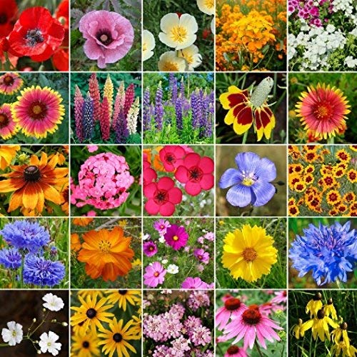 Non-GMO Bulk Midwest Wildflower Seed Mix - 25 Native Species (1/2 Pound) for Pollinator Gardens, Landscaping & Meadow Restoration
