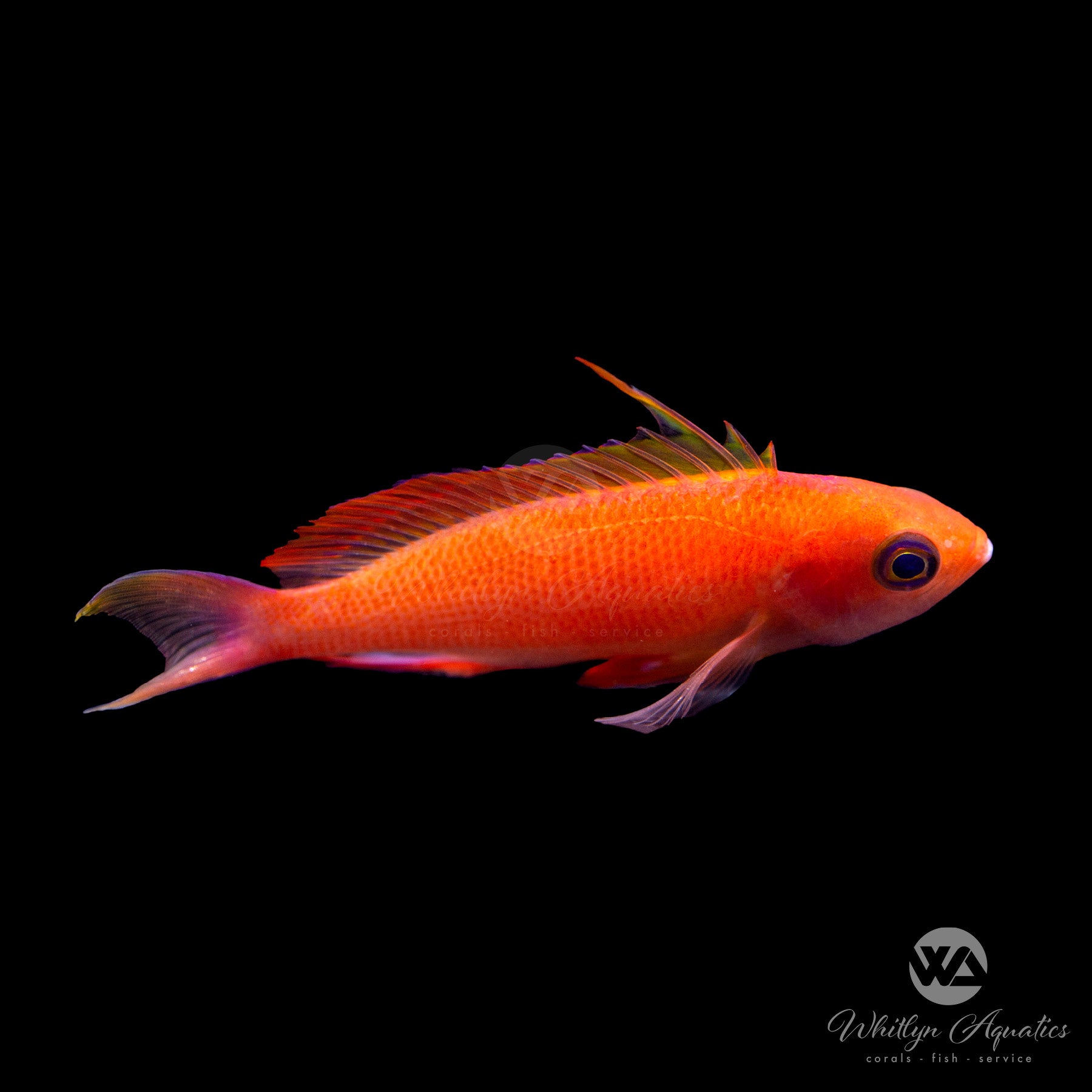 Pseudanthias randallii - Randall's Anthias Saltwater Fish for Reef Aquariums | Vibrant Colorful Marine Fish for Coral Tanks