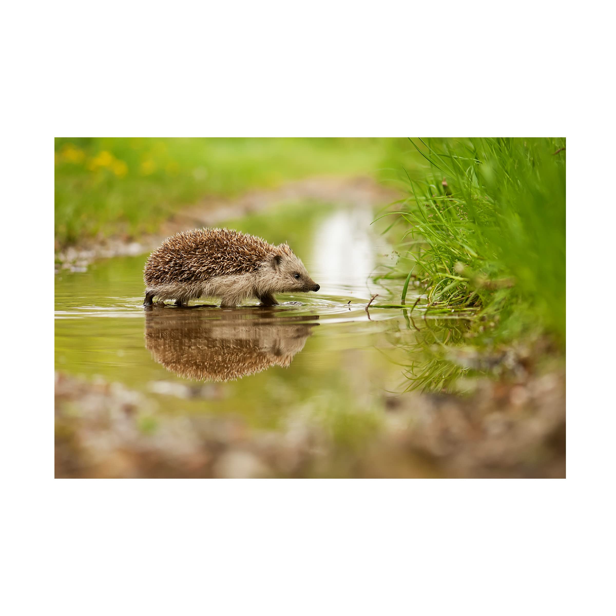 Trademark Fine Art 'Hedgehog' Canvas Wall Art by Michal Candrak - Cute Animal Painting for Living Room, Bedroom & Nursery Decor