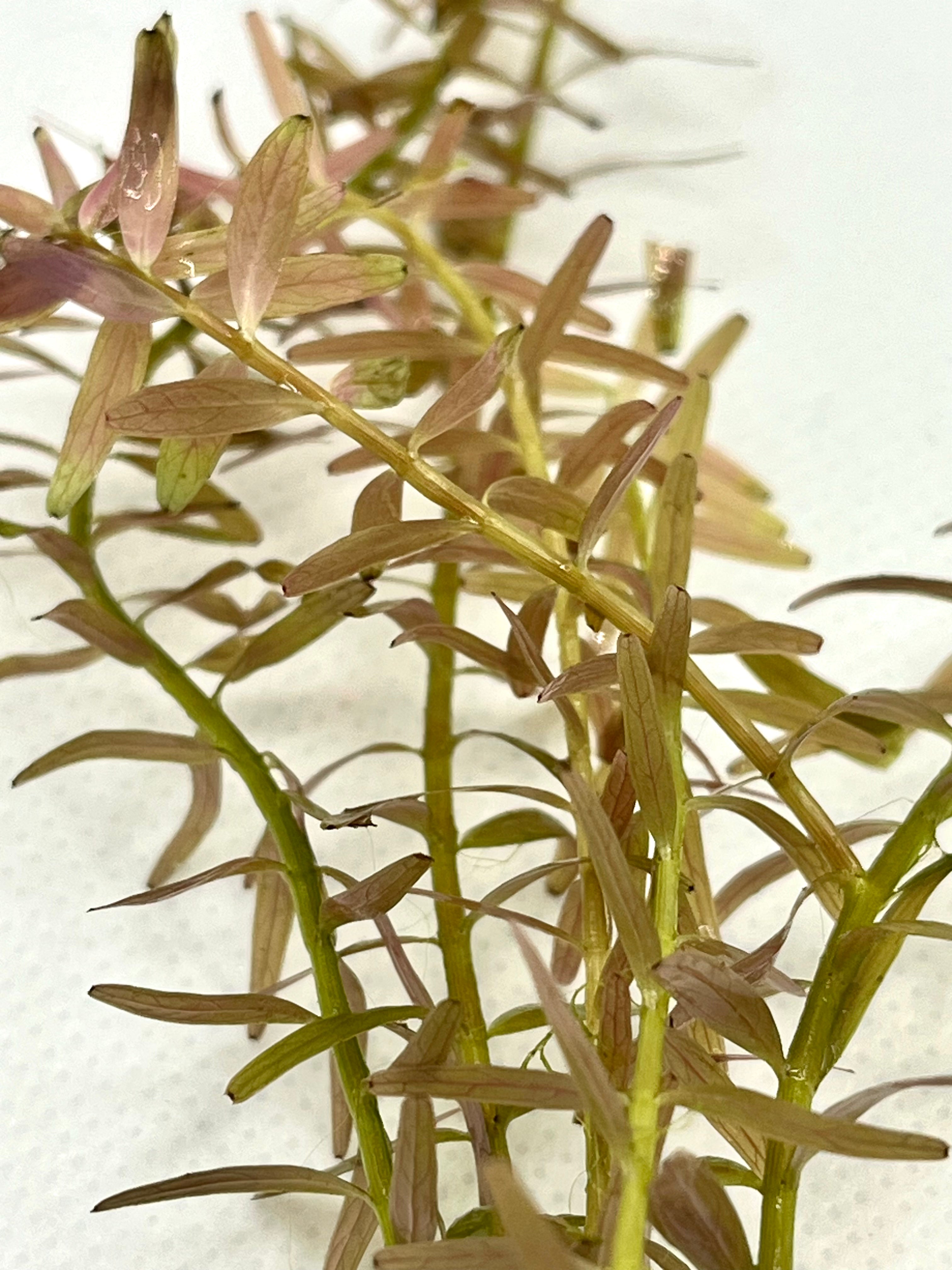 10 Live Rotala Stems Bundle - Vibrant Aquatic Plants for Freshwater Aquariums | Perfect for Fish Tanks, Aquascaping & Planted Aquariums