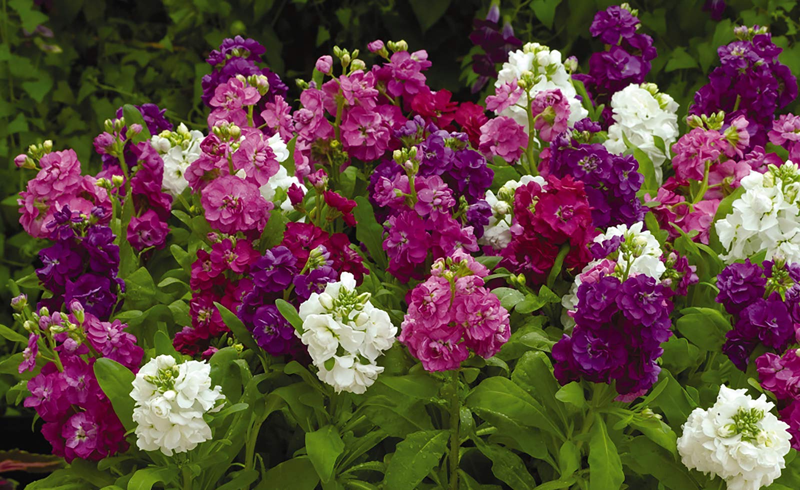 Brompton Common Hoary Stock Dwarf Mix Seeds (Matthiola Incana) - Non-GMO Annual Flower Seeds for Gardens, Borders & Containers