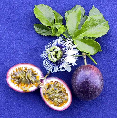 Fredericks Purple Passionfruit Vine - 4 Starter Plants (Passiflora Edulis, Granadilla) for Home Garden & Tropical Landscaping
