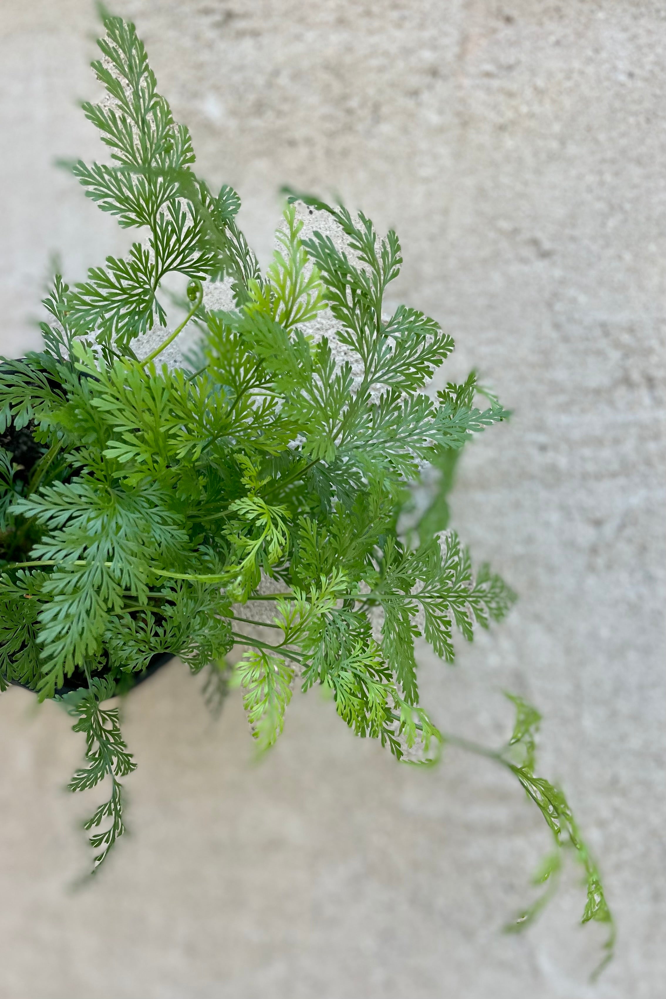 Davallia Canariensis Deer Foot Fern - 4 Inch Live Plant for Home & Office Decor | Indoor Hanging Basket, Terrarium & Shade Garden Houseplant