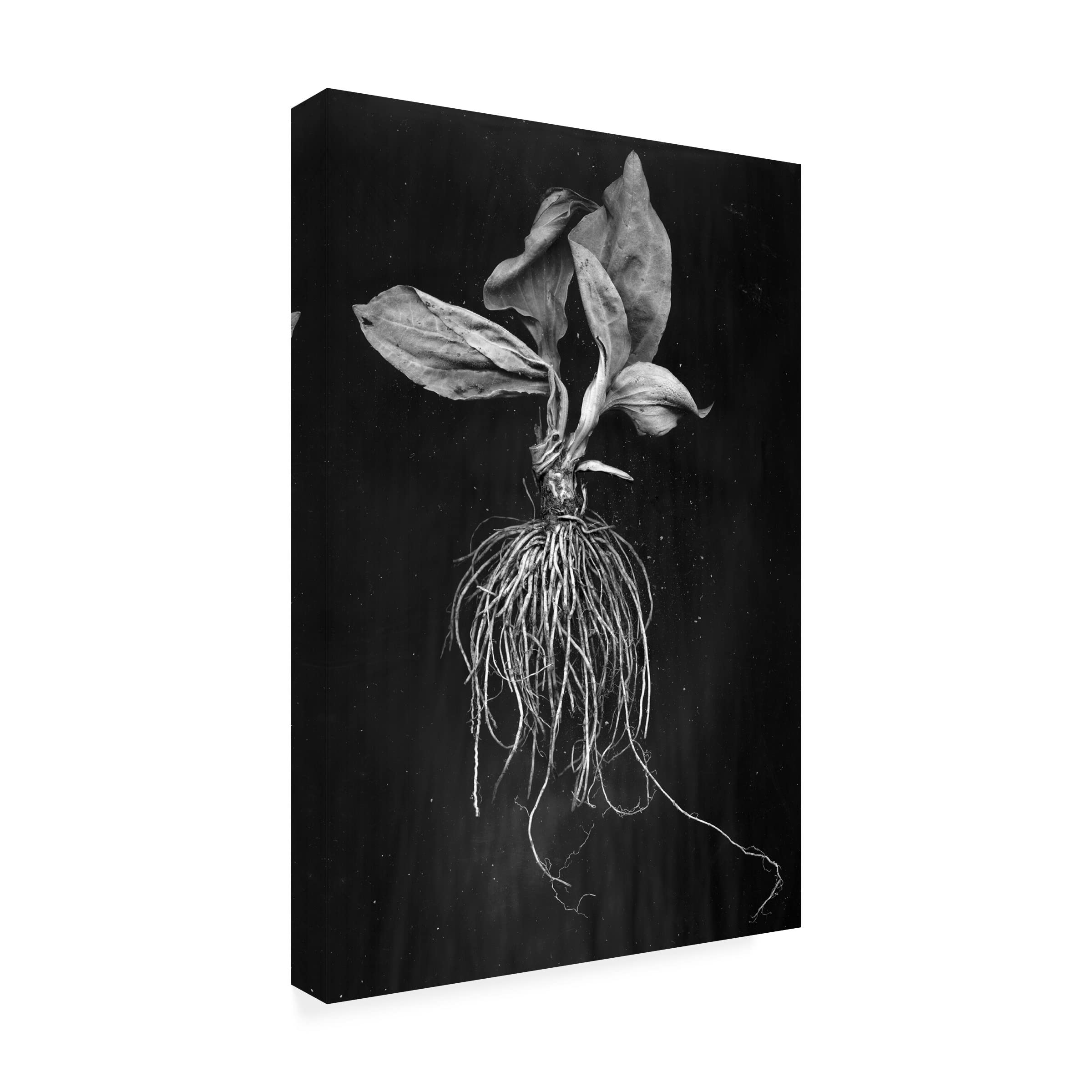 Trademark Fine Art 'Plantain' Canvas Wall Art by Brig Barkow - Modern Botanical Painting for Living Room, Bedroom & Office Decor
