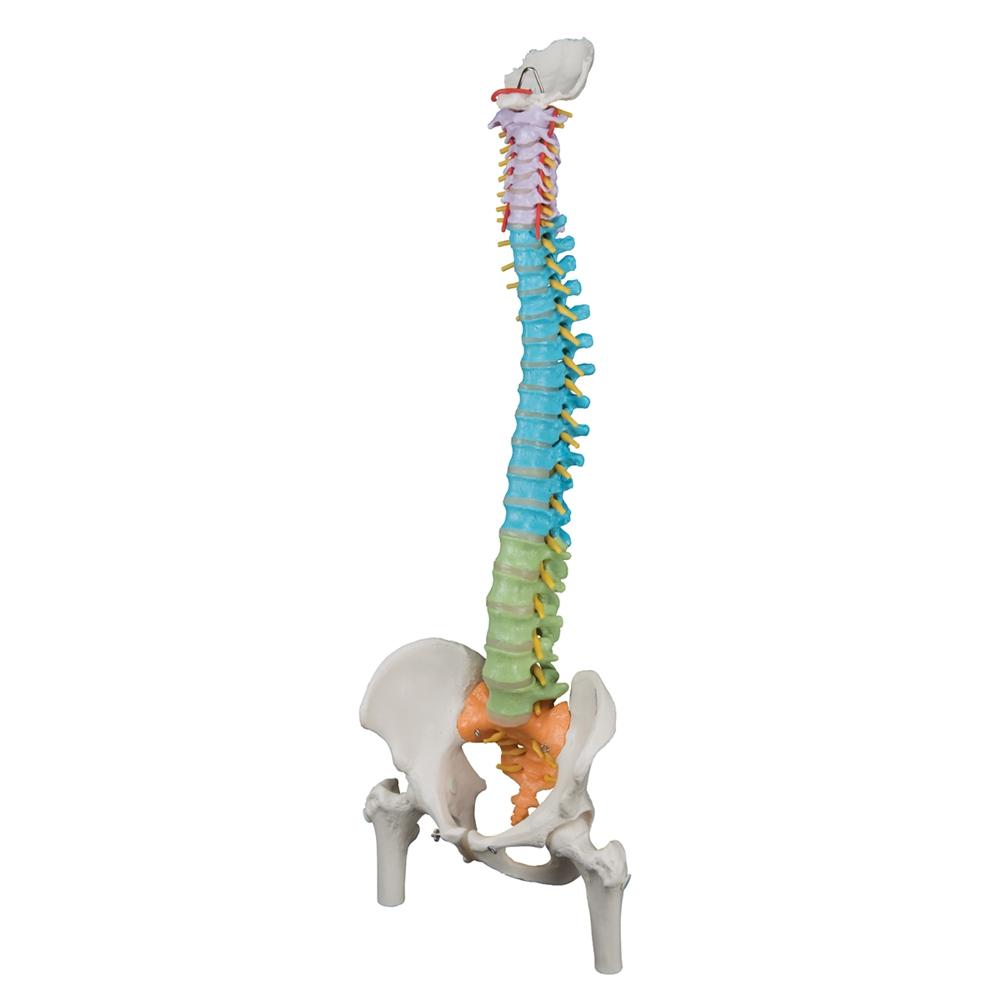 Didactic Flexible Spine Model with Femur Heads - Anatomical Teaching Tool for Medical Students & Chiropractors - Perfect for Classroom, Lab & Clinical Training