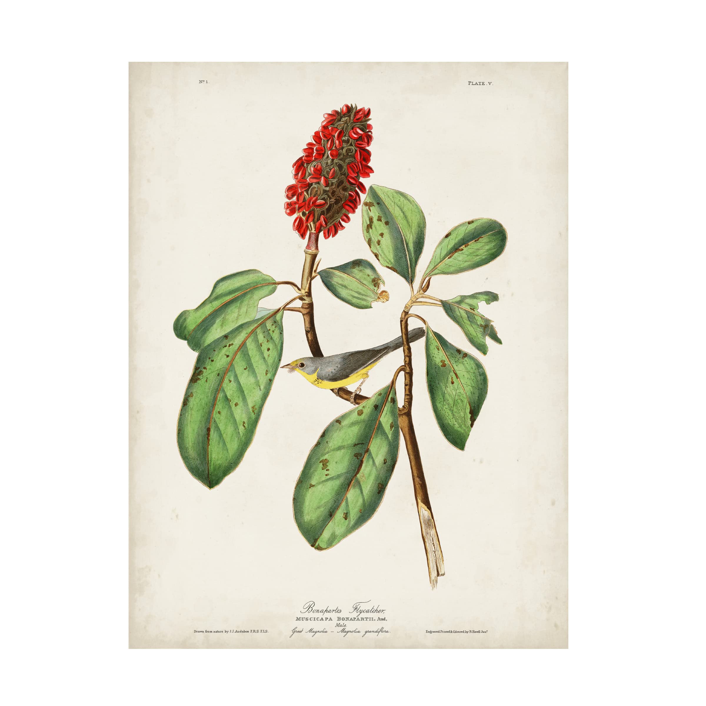 John James Audubon 'Bonaparte's Flycatcher' Fine Art Canvas Print - 24x32 Inches - Premium Wall Decor for Living Room, Bedroom & Office