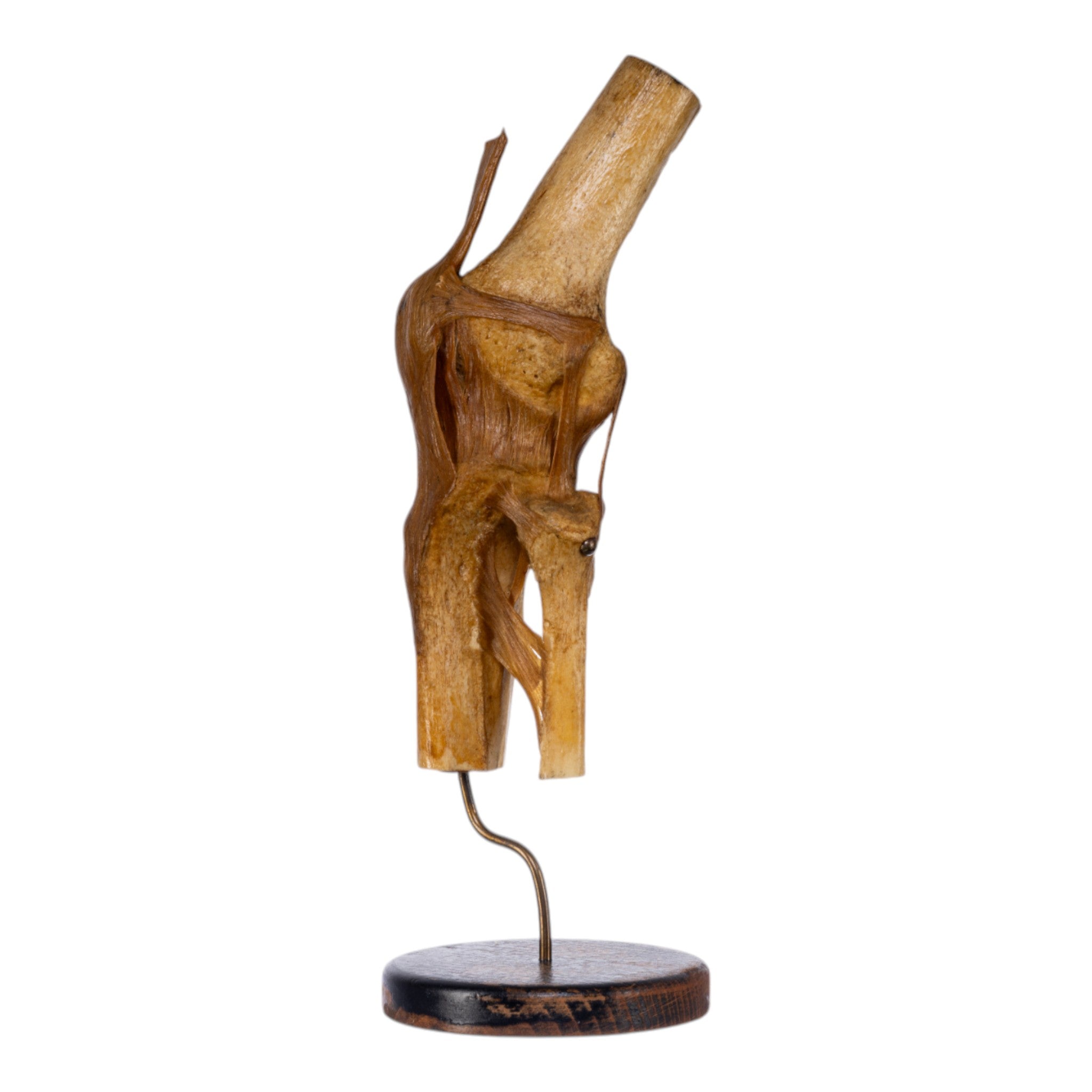 Real Human Knee Joint Anatomical Model with Stand - Perfect for Medical Education, Anatomy Study, and Classroom Demonstrations