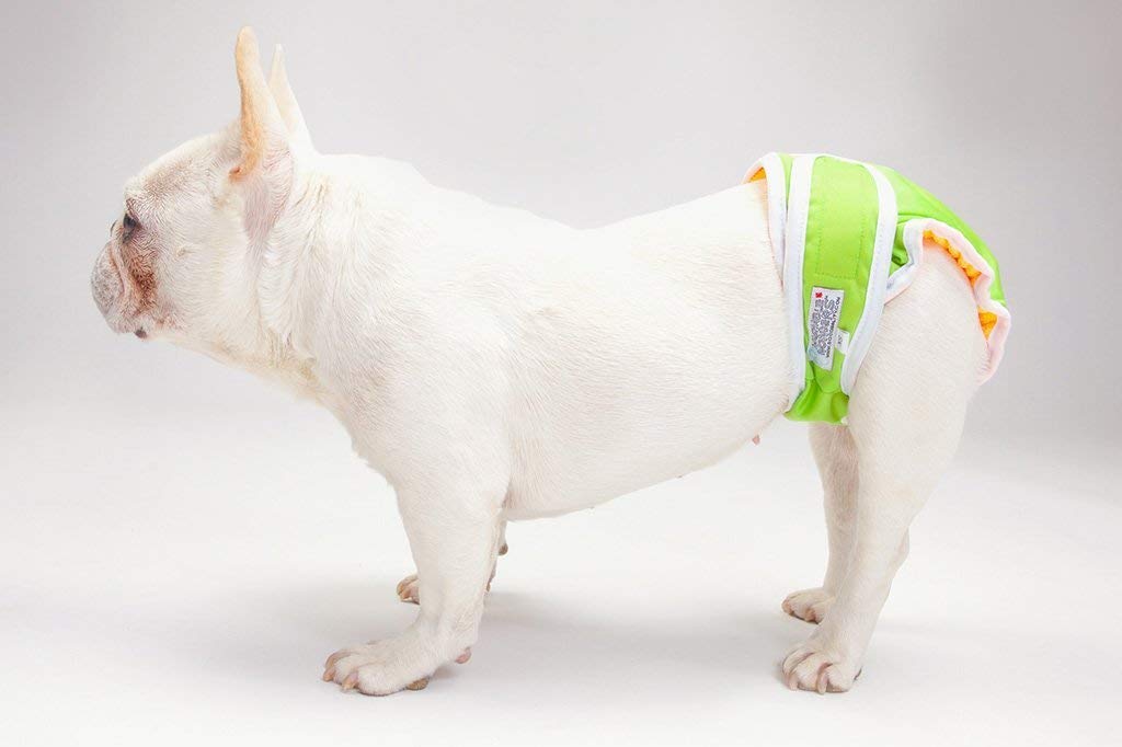 Washable Wonders Female Dog Diapers - No Tail Hole | Premium Reusable Absorbent Dog Panties for Small Dogs (XS, Green) | Perfect for Incontinence, Heat Cycles & Travel