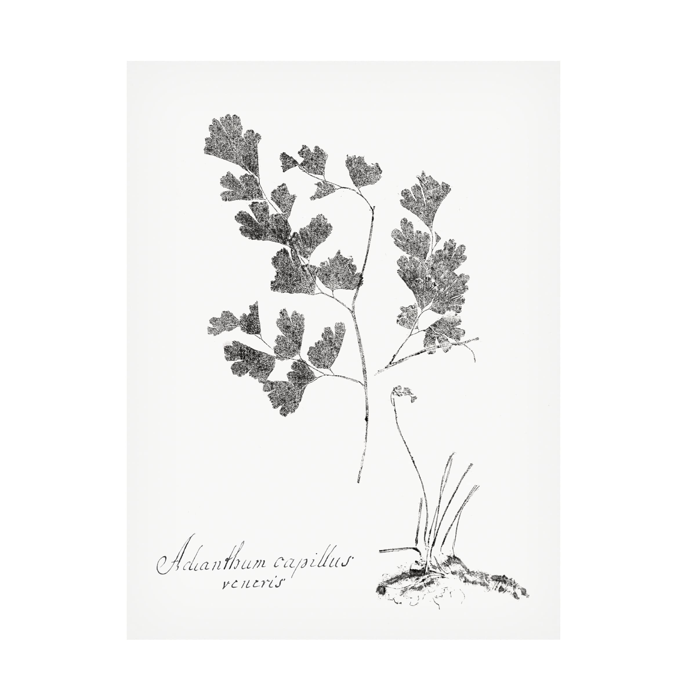 Trademark Fine Art 'Botanical Imprint I' Canvas Wall Art Print by Vision Studio - Nature Inspired Home Decor for Living Room, Bedroom & Office