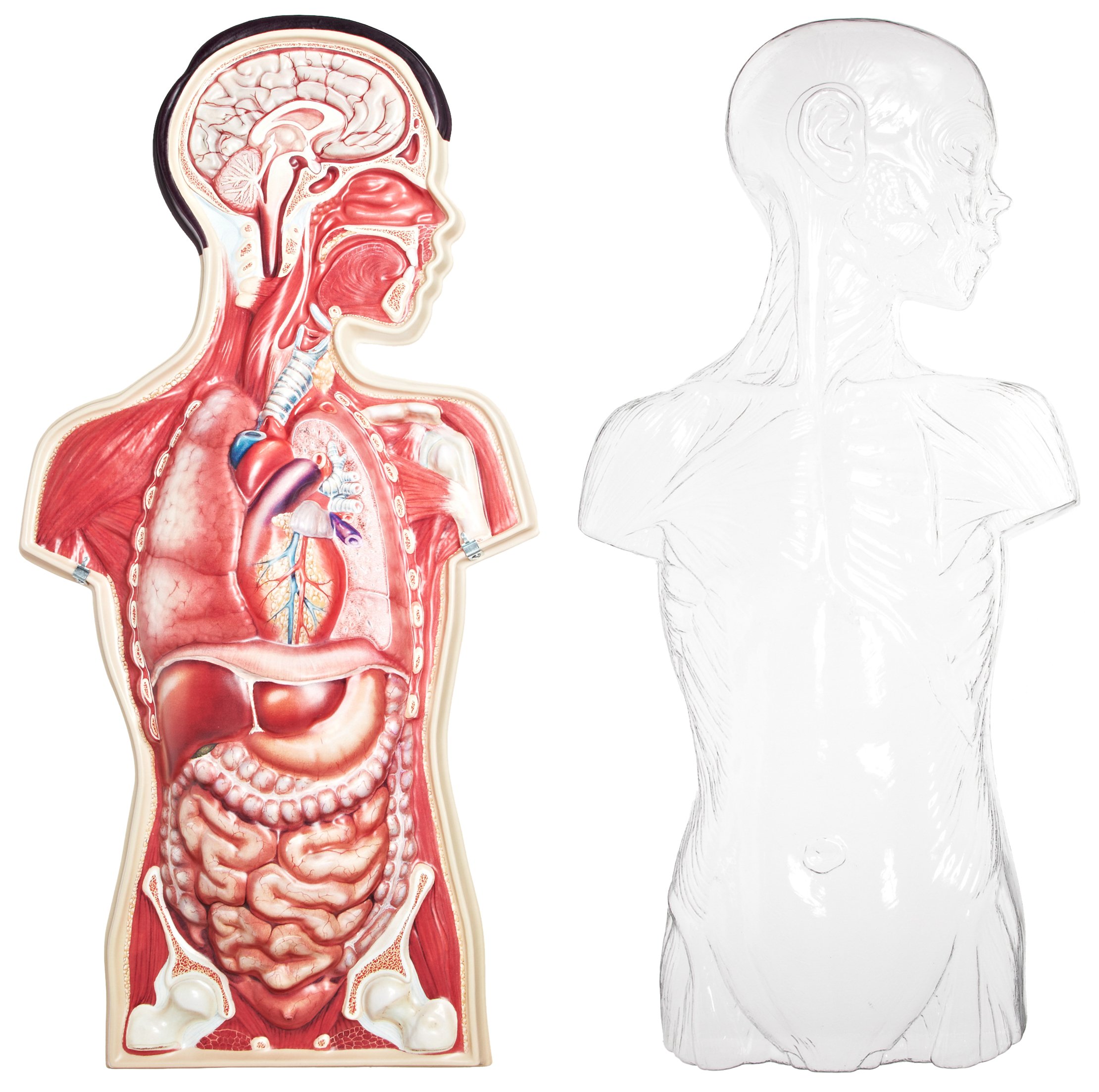 American Educational Vinyl Basic Torso Model - Human Anatomy Learning Tool for Medical Students & Science Classrooms | Perfect for Biology Labs, Nursing Education & Home Study