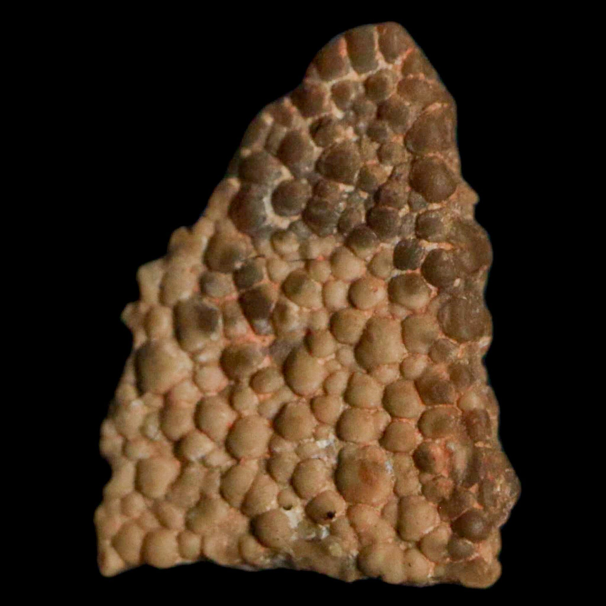 0.5 Megaloolithus Titanosaur Dinosaur Fossil Egg Shell from Bouches-du-Rhone, France - Rare Collectible Display Piece for Paleontology Enthusiasts & Museum-Quality Home Decor