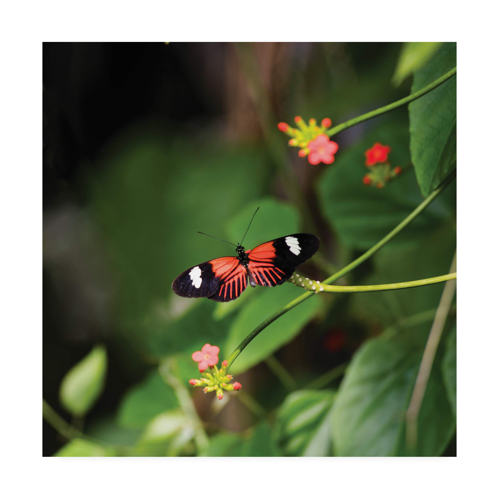 Trademark Fine Art Doris Longwing Butterfly Print by Kurt Shaffer - 18x18 Inches Wall Decor for Living Room, Bedroom & Office