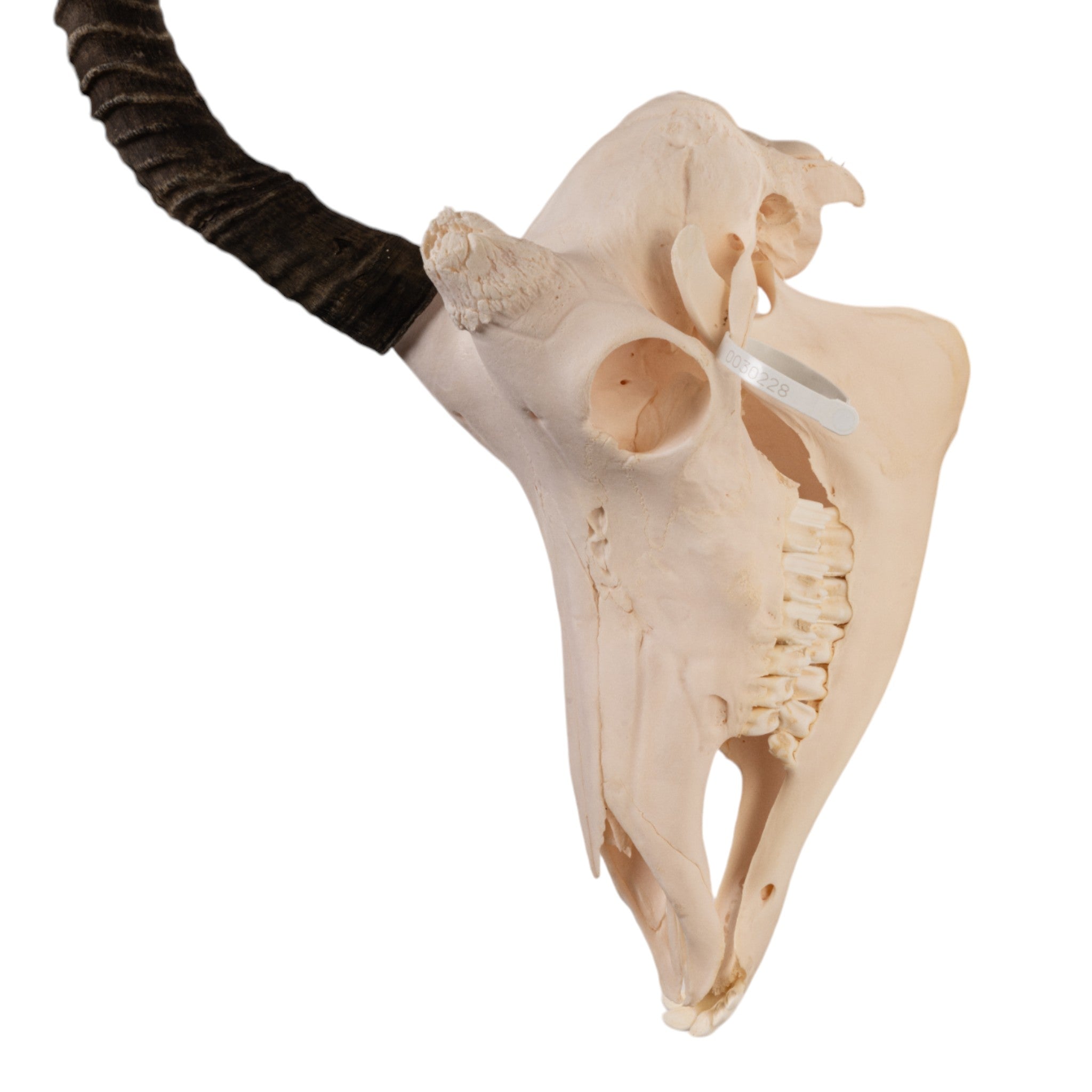 Real Sable Antelope Skull - Genuine Taxidermy Specimen for Home Decor, Hunting Lodge, and Gothic Interior Design