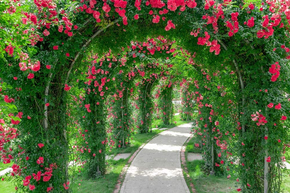 100 Climbing Rose Vine Seeds - Fast Growing Perennial Flower Seeds for Trellis, Fence & Wall - Beautiful Fragrant Roses for Garden, Landscaping & Outdoor Decor