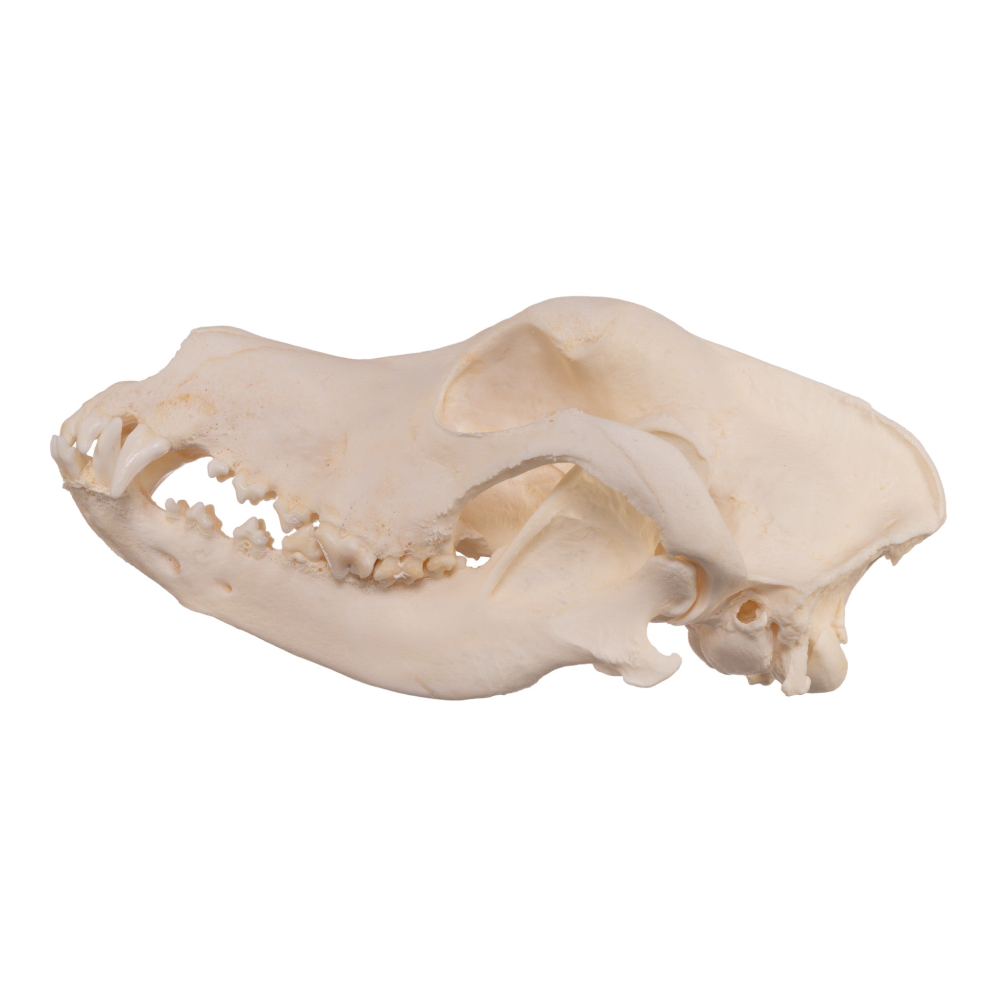 Extra Large Real Domestic Dog Skull - Authentic Canine Specimen for Veterinary Study, Halloween Decor & Taxidermy Collection