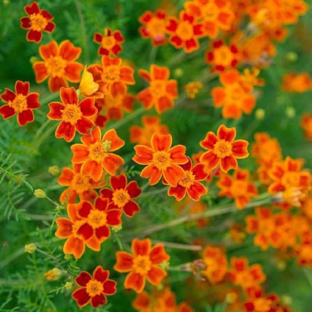 David's Garden Seeds Flower Marigold Starfire Mix - 25 Non-GMO Heirloom Seeds for Planting - Vibrant Annual Flowers for Garden Beds, Borders & Containers