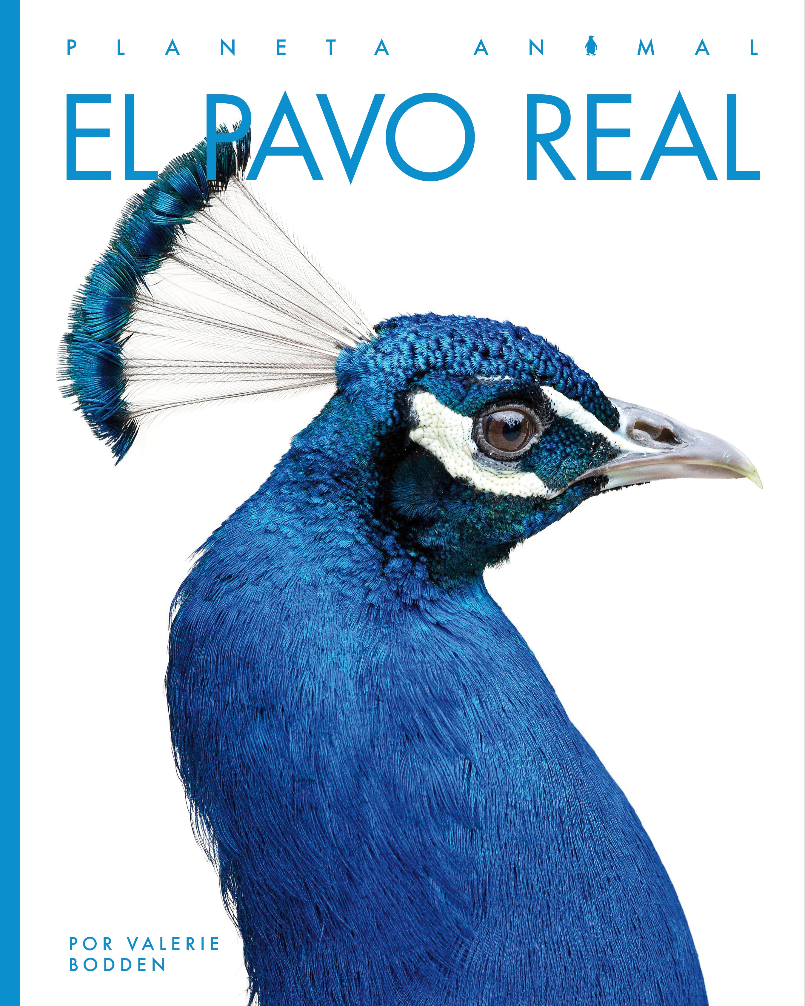El Pavo Real 9781640265851 - Beautiful Peacock Book for Kids, Educational Wildlife Reading - Perfect for Classroom Learning & Home Library