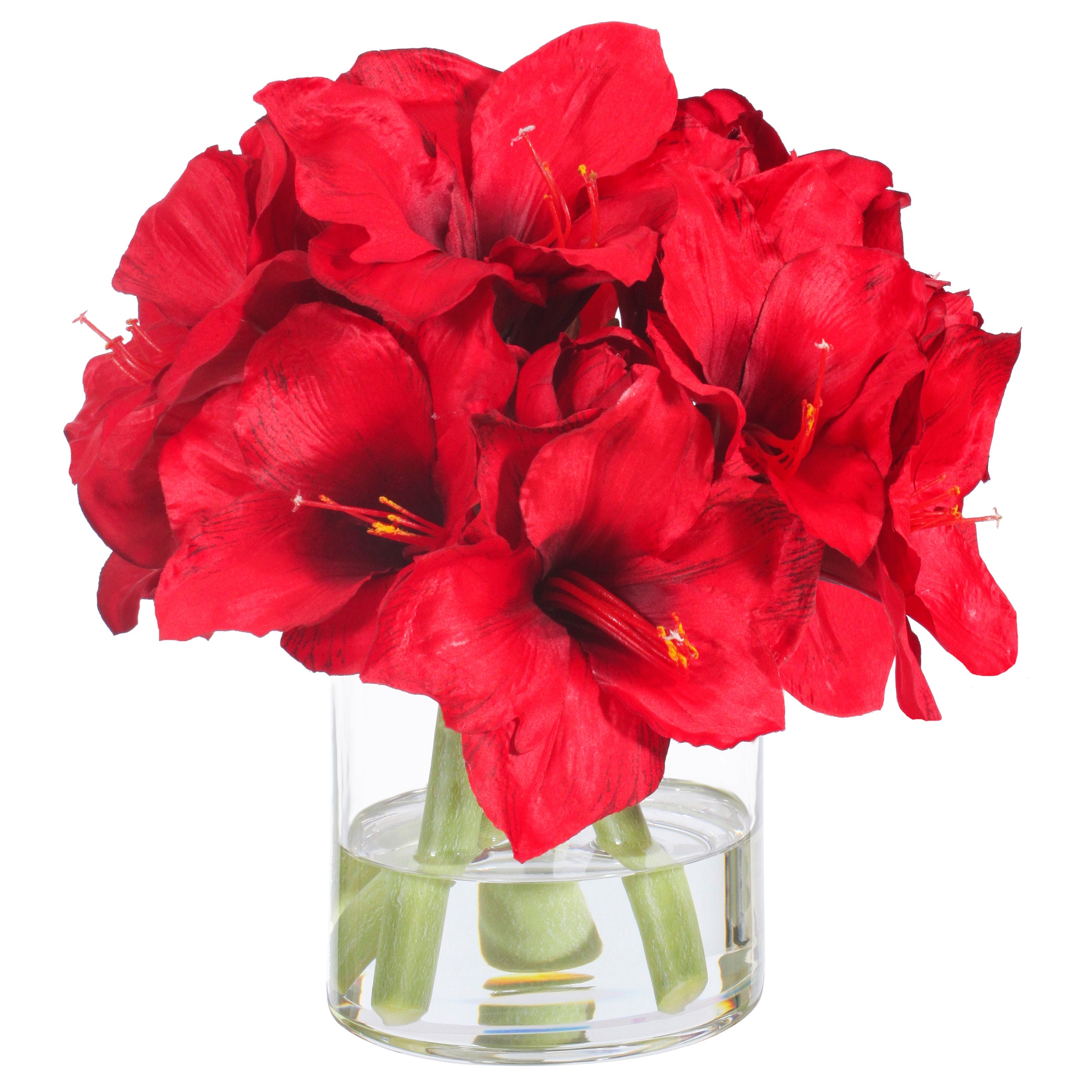 Beautiful Red Amaryllis Flower Bulb in Glass Vase - Perfect for Home Decor, Office Desk, and Holiday Gift Giving