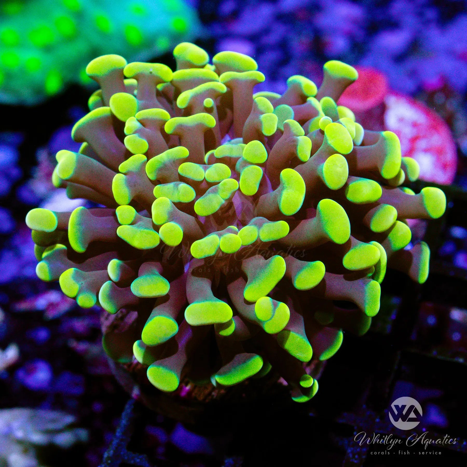 24K Gold Branching Hammer Coral (B27 WA) - WYSIWYG Live Coral for Saltwater Aquariums | Perfect for Reef Tanks & Marine Displays