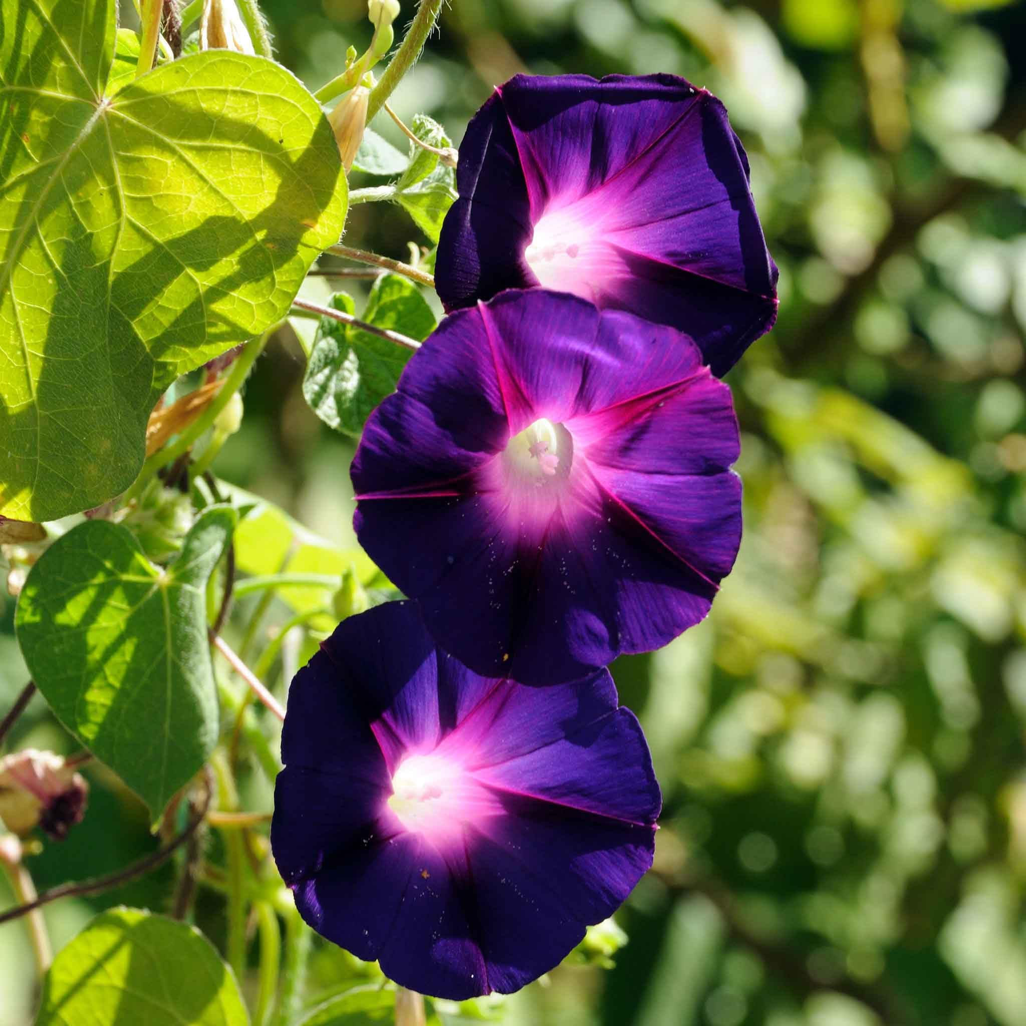 Eden Brothers Non-GMO Morning Glory Seeds - Knowlians Black Variety | Easy to Grow Low-Maintenance Flower Seeds for Spring Planting in USDA Zones 1-10 | Perfect for Garden Beds, Trellises & Container Gardening