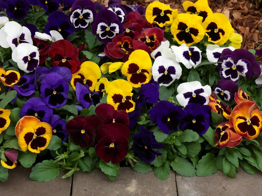 Viola Swiss Mix Pansy Seeds - Non-GMO Biennial Flowers for Outdoor Garden Planting & Cutting | Perfect for Flower Beds, Borders & Container Gardening