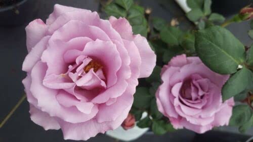 Angel Face Floribunda Rose Bush - 5 Gallon Mauve Lavender Shrub Roses | Fragrant Garden Flowers for Landscaping & Outdoor Decor