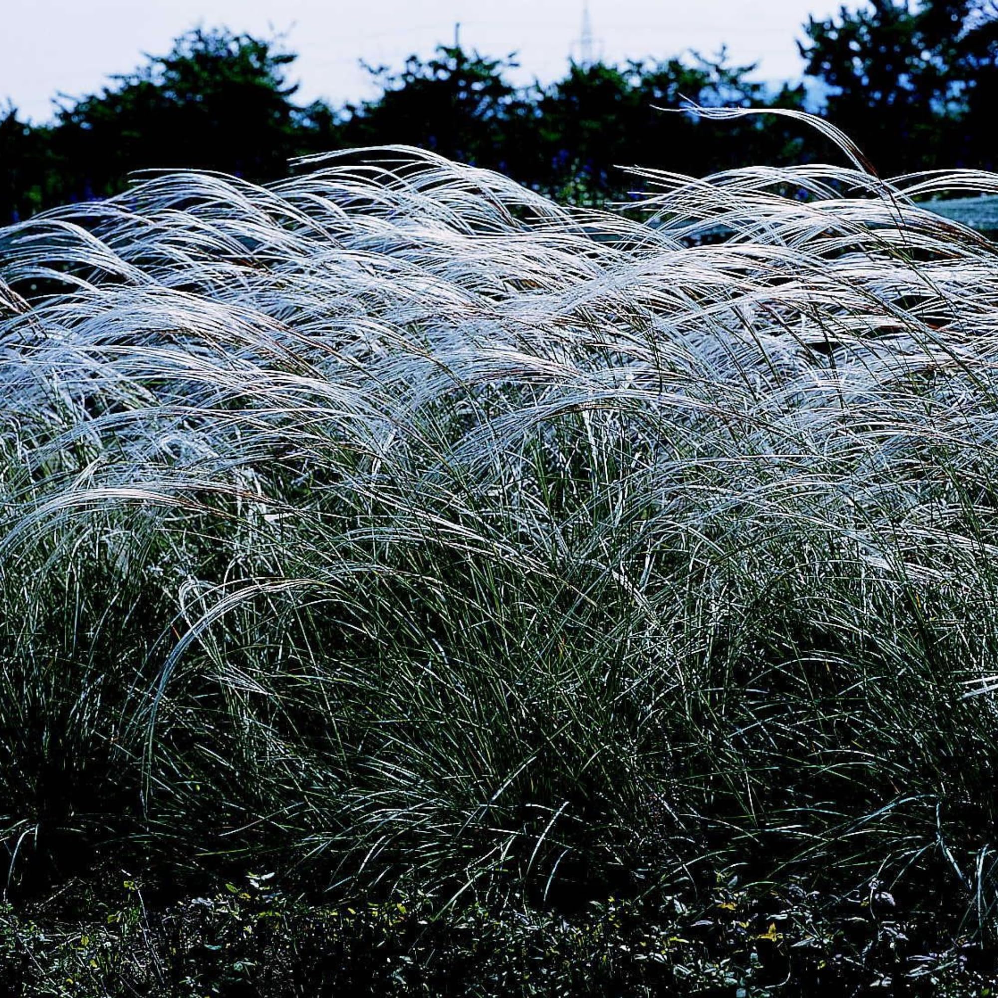 Outsidepride 500 Seeds - Perennial Miscanthus Sinensis Early Hybrids Chinese Silver Ornamental Grass Seeds for Planting - Perfect for Landscaping, Garden Borders & Container Gardening