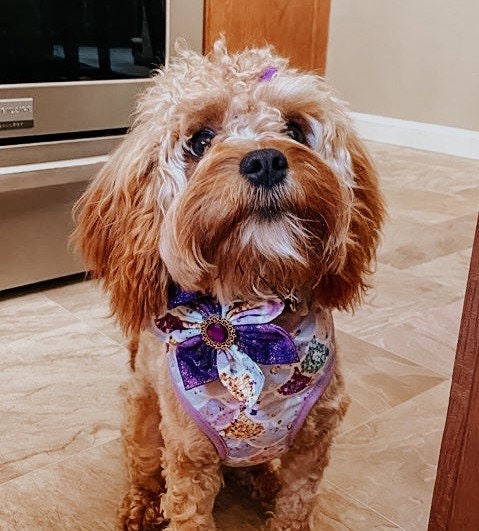 Premium Purple Mermaid Scale Dog Collar and Leash Set - Adjustable Pet Flower Accessories for Small Medium Dogs - Perfect for Beach, Photo Shoots & Special Occasions