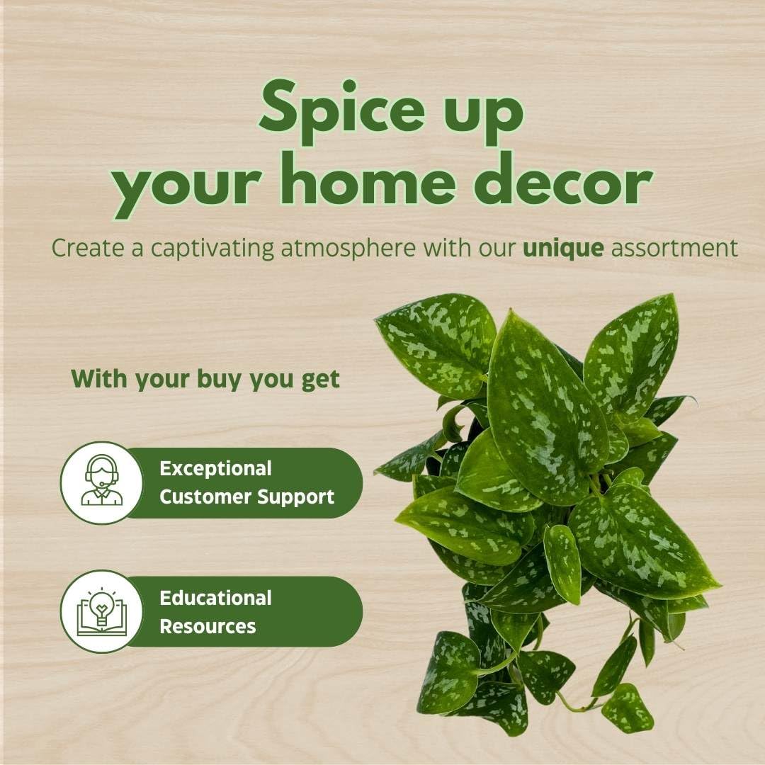 BubbleBlooms 4 Inch Satin Pothos Plant - Silver Vine, Silk Pothos, Silver Philodendron - Perfect for Home Decor, Office Plants & Indoor Gardening
