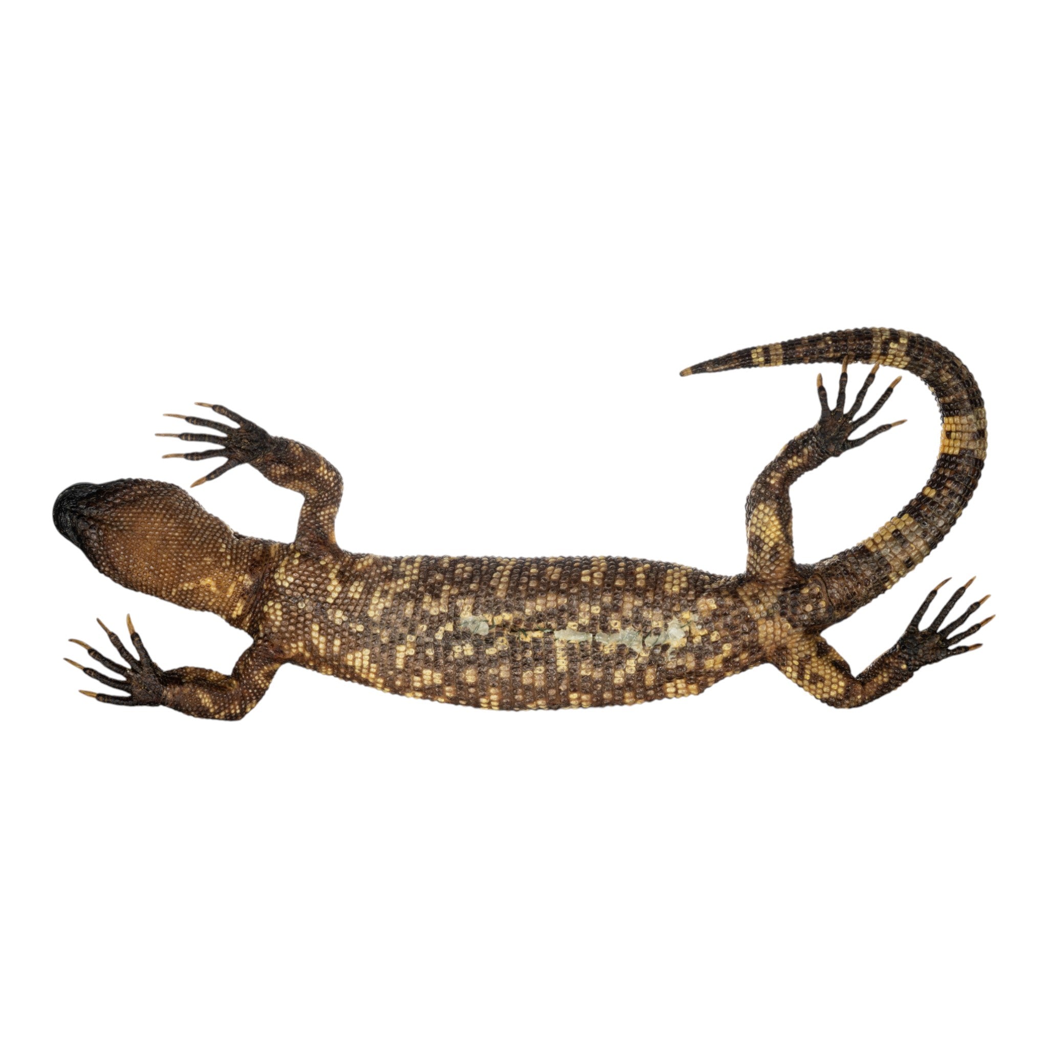 Authentic Preserved Mexican Beaded Lizard Specimen - Taxidermy Reptile Display for Home Decor, Science Education & Collectors