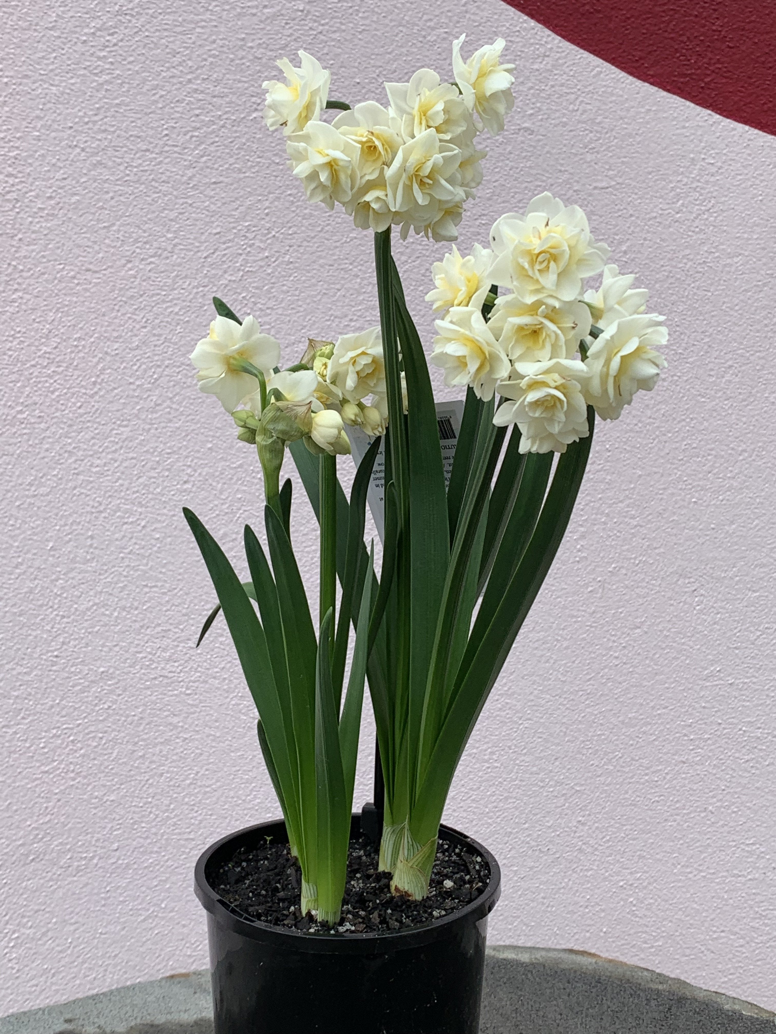 Jonquil (Daffodil) 'Erlicheer' Bulbs - Fragrant Double White Flowers for Spring Gardens, Landscaping & Floral Arrangements