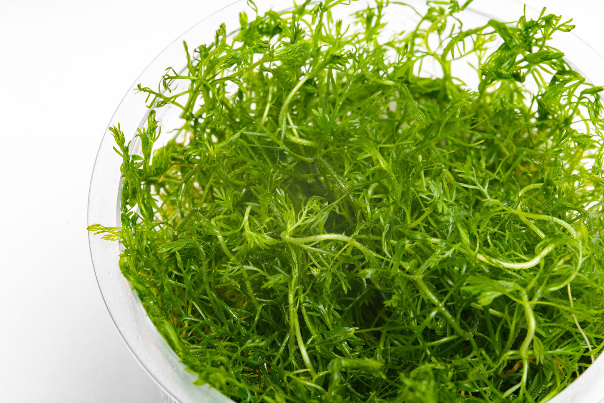 Hottonia Palustris Aquatic Plant Tissue Culture - Live Aquarium Plants for Fish Tank Decor | Perfect for Freshwater Aquascaping & Shrimp Tanks