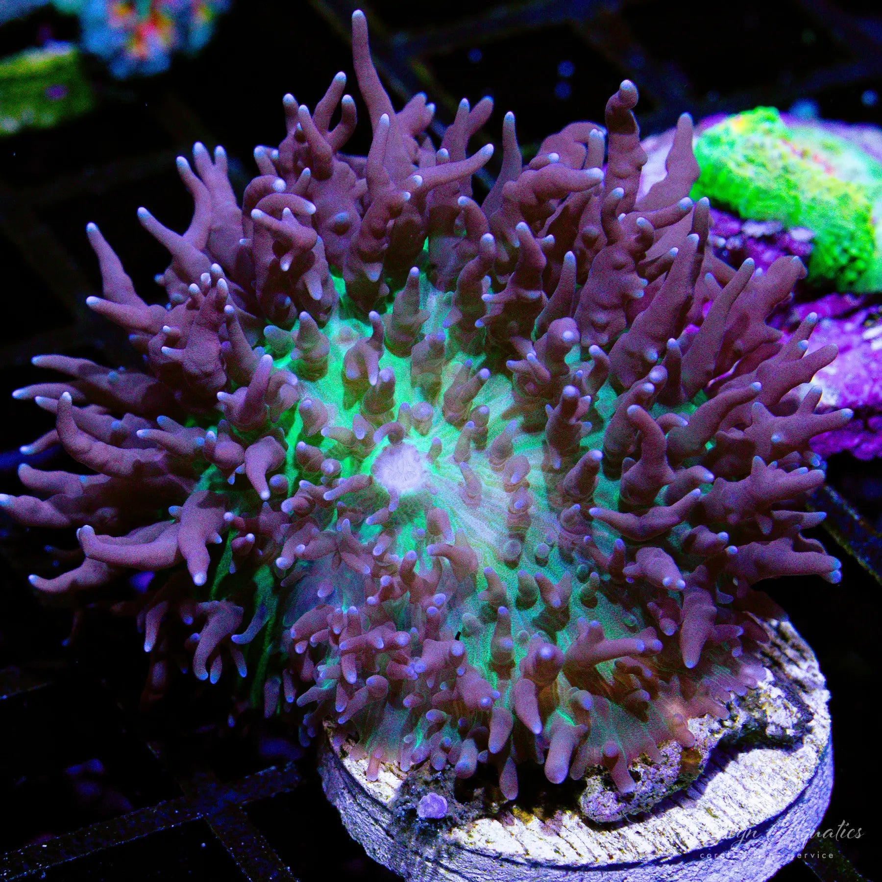 A27 St. Thomas Mushroom Coral - Premium WYSIWYG Live Coral for Saltwater Aquariums | Perfect for Reef Tanks & Marine Aquascaping