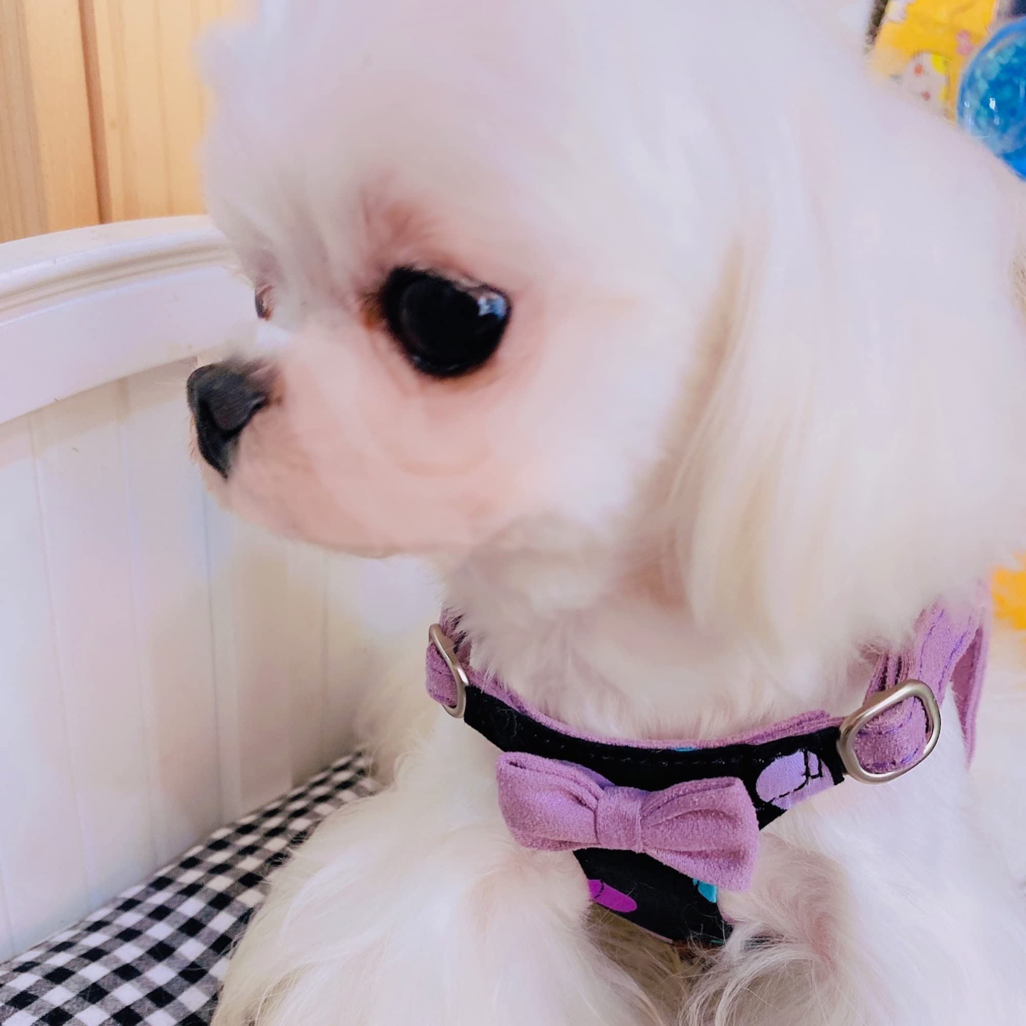 No Pull Small Dog Harness with Adjustable Leash - Lightweight Escape Proof Pet Vest for Puppies - Soft Breathable Polka Dot Design (Taro Purple) - Perfect for Walking, Training & Outdoor Adventures