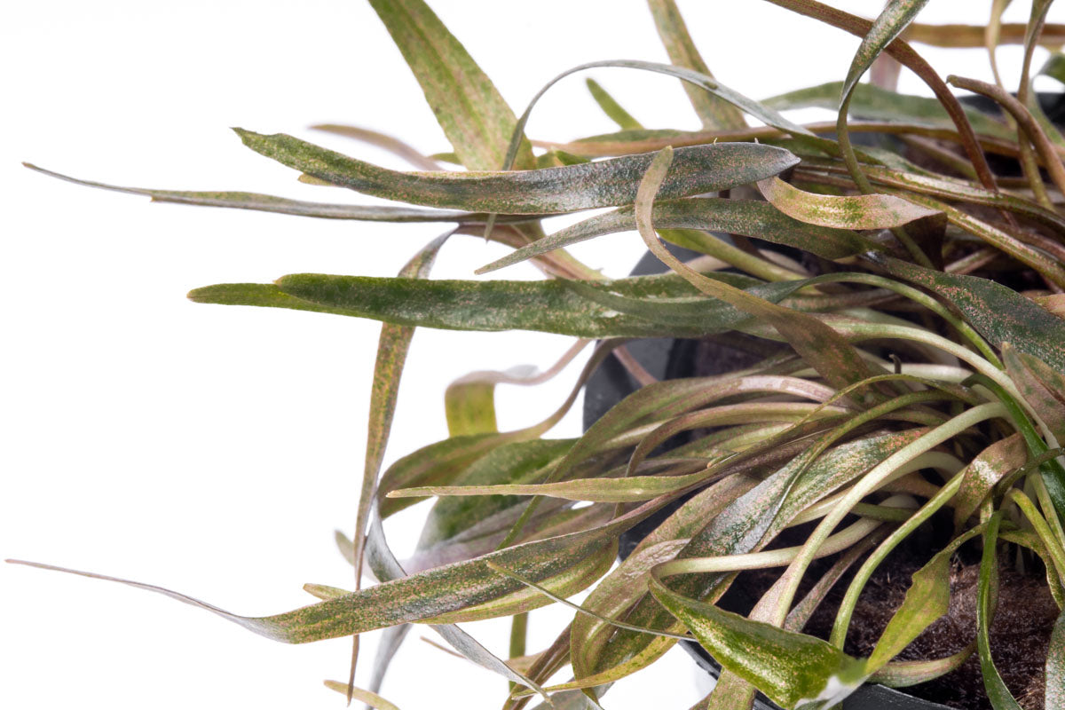Cryptocoryne Ferruginea Sekadauensis Live Aquarium Plant - Easy Care Aquatic Plant for Fish Tanks, Aquascaping & Low-Tech Aquariums