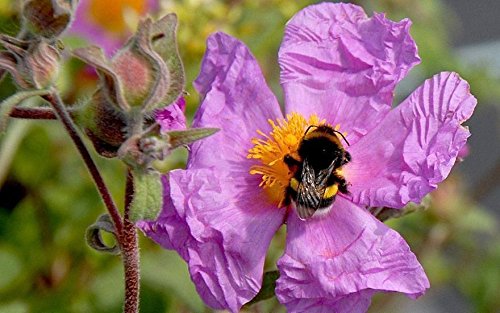 25 Tauric Rock Rose Seeds (CISTUS incanus ssp. tauricus) - Drought-Tolerant Perennial for Mediterranean Gardens & Xeriscaping